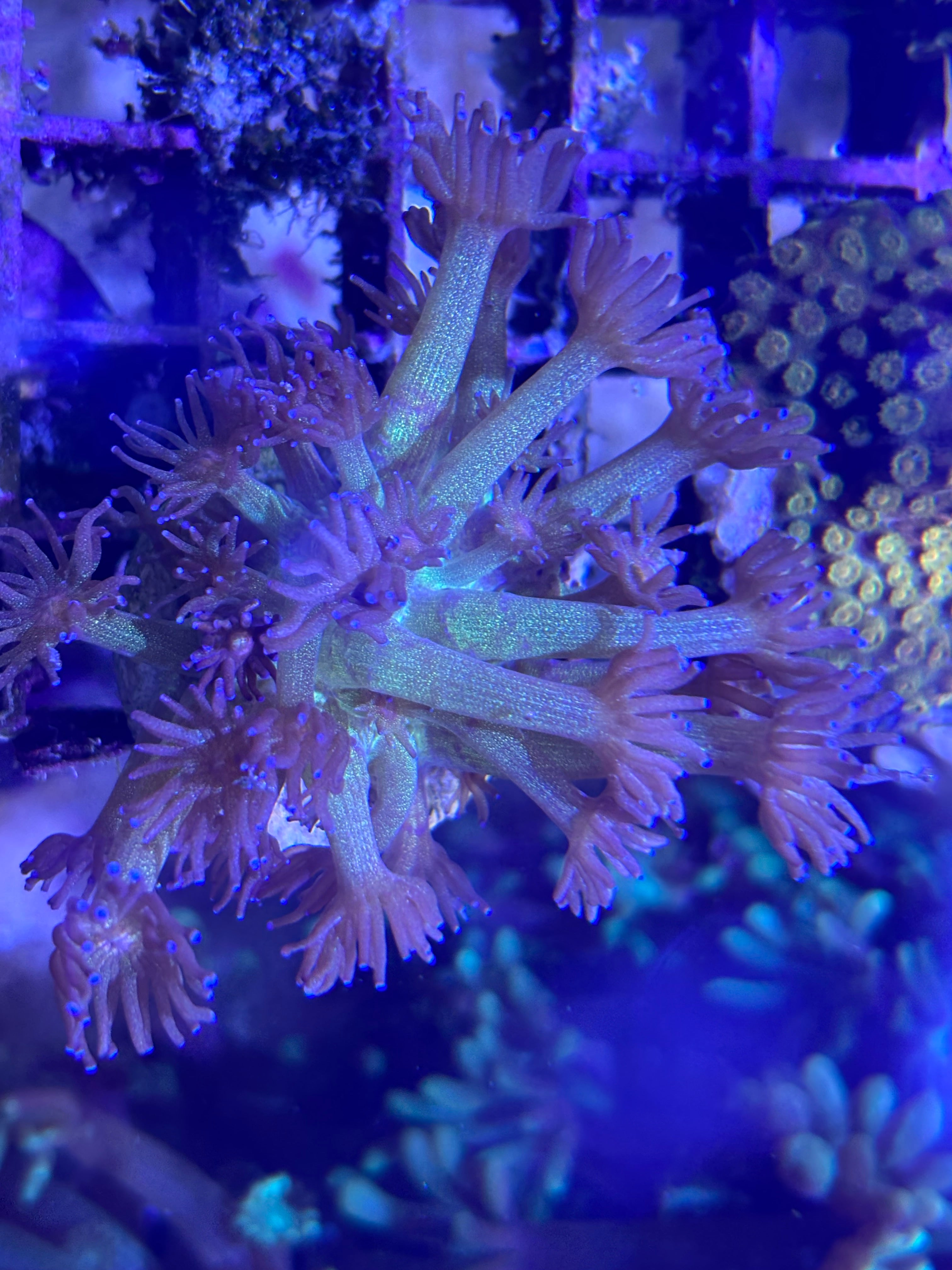 Goniopora spec Glitter