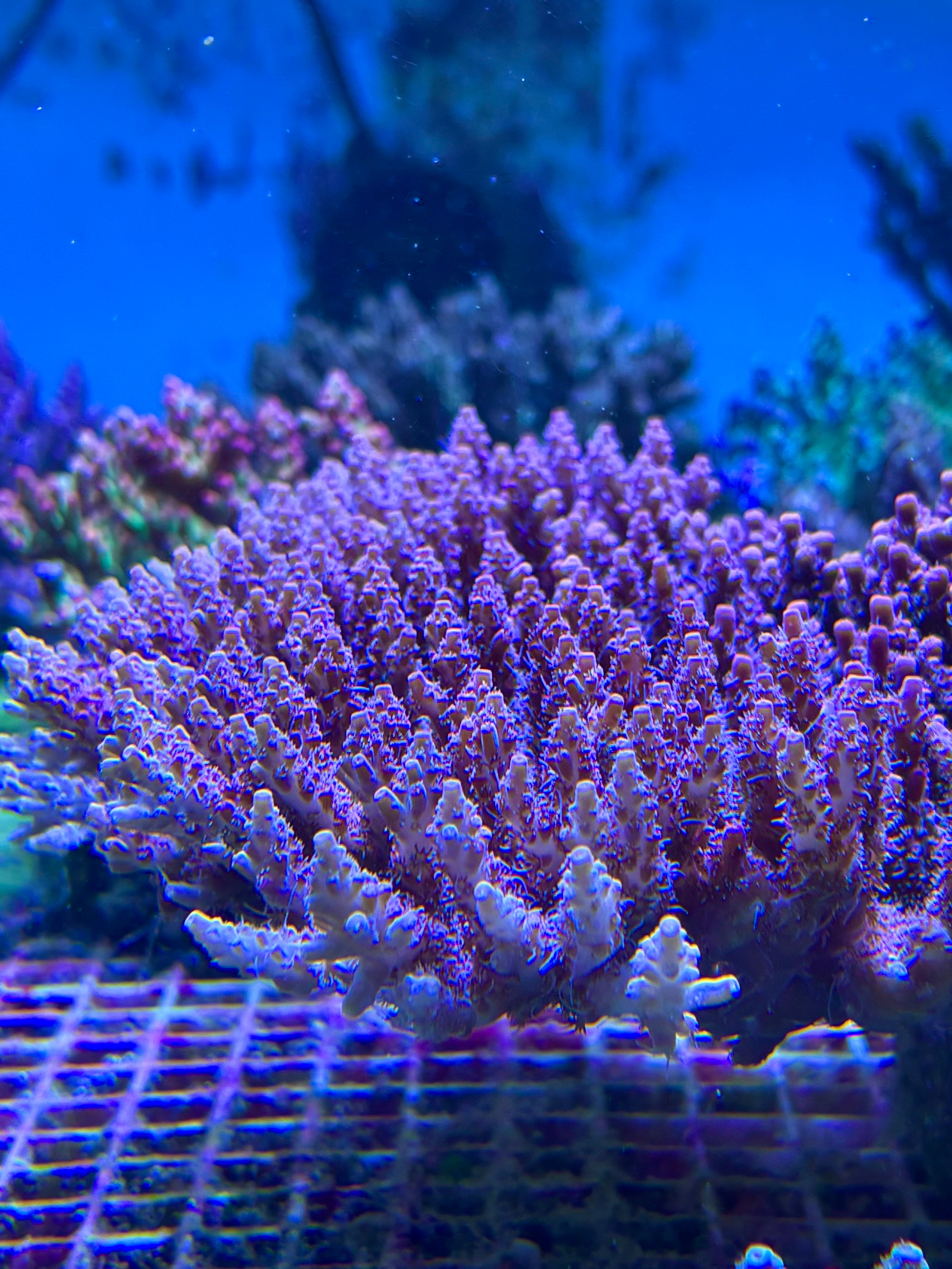 Acropora dendrum