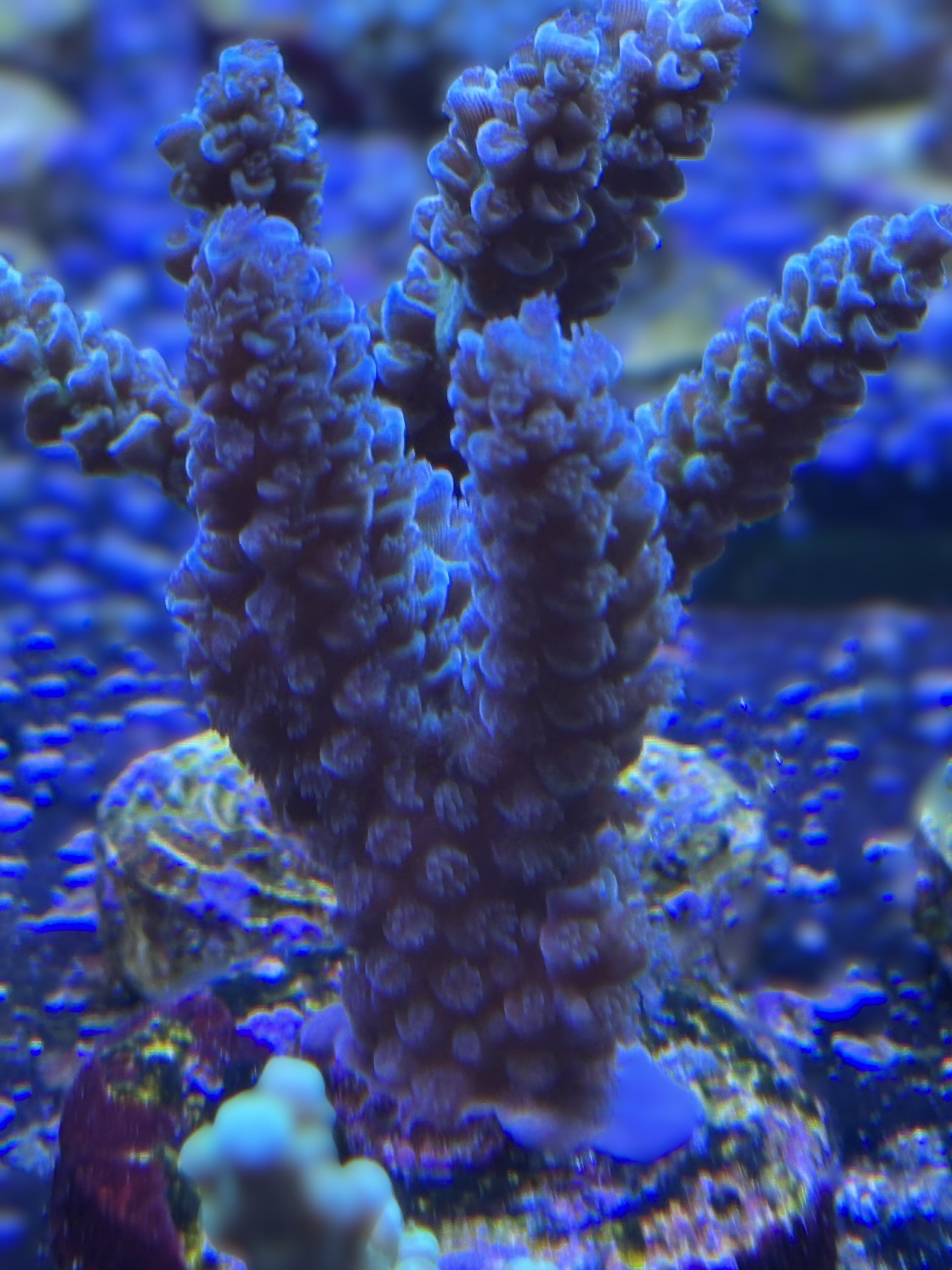 Acropora spec PC kentai