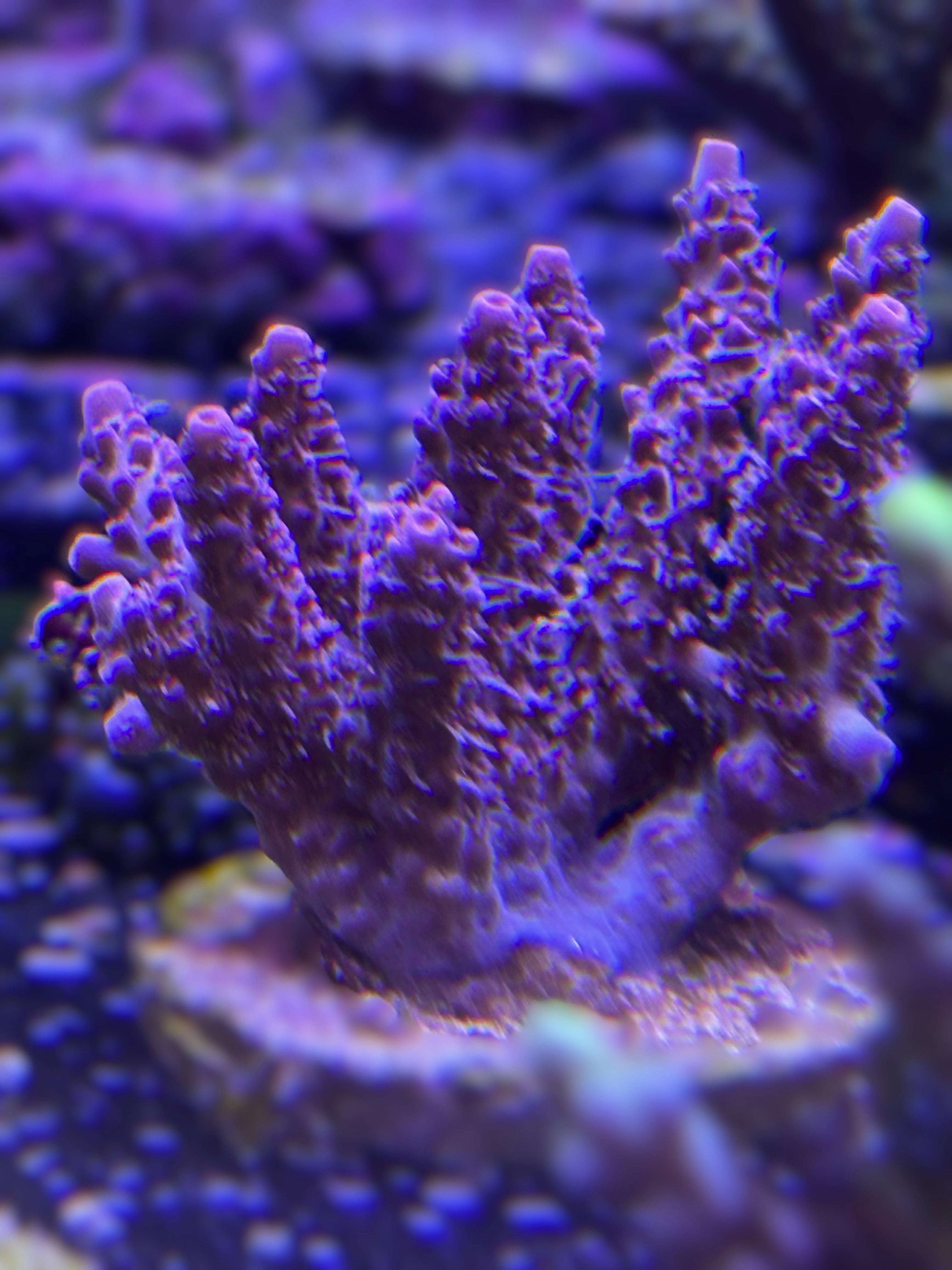 Acropora dendrum