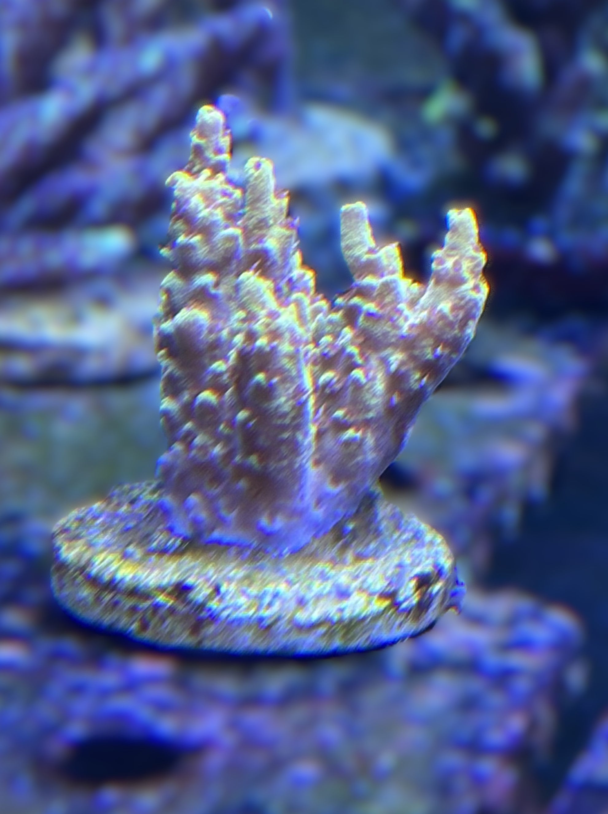 Acropora latistella (Pikachu typ)