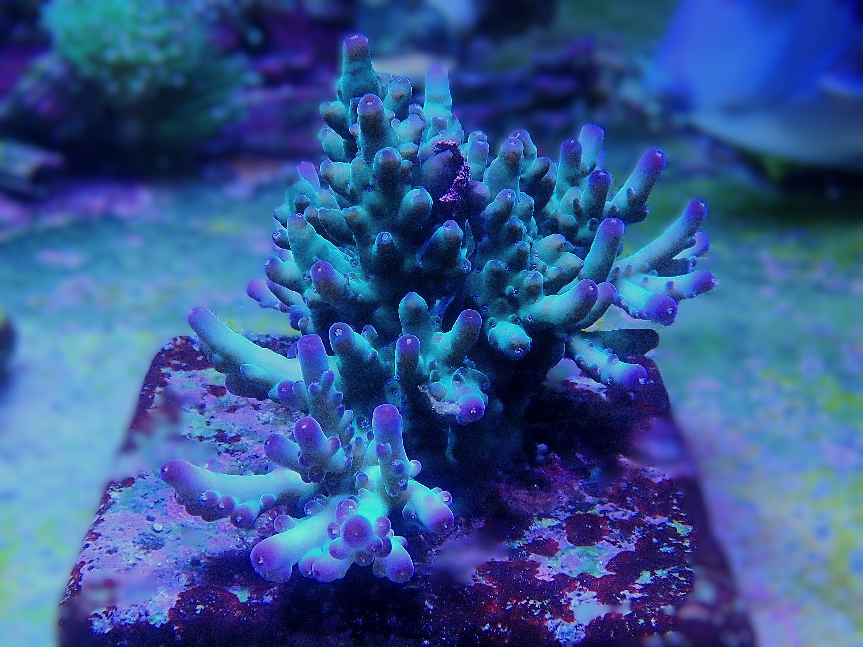 Acropora loripes