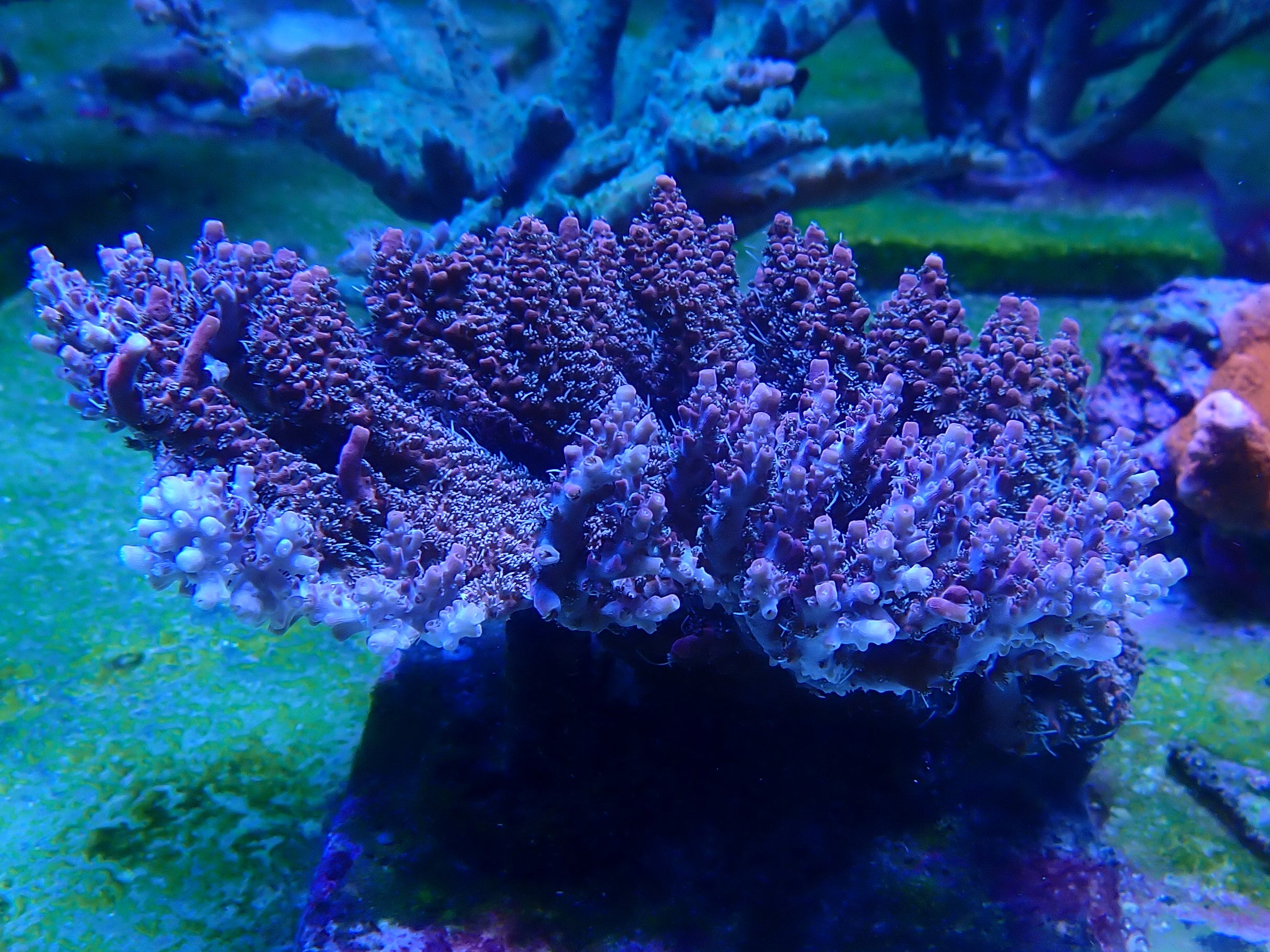 Acropora spec PC Red Microclados
