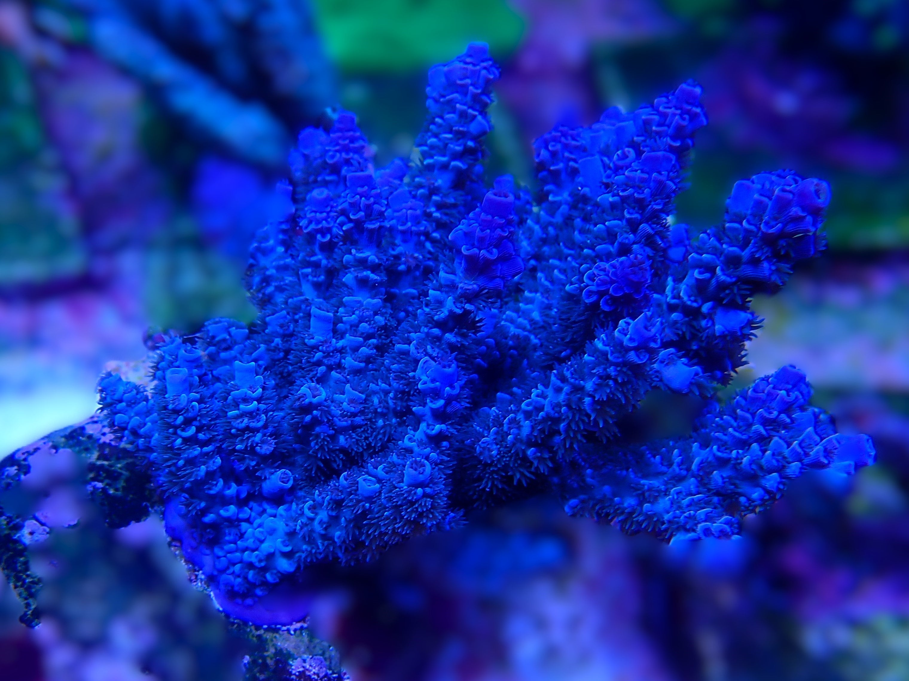 Acropora spec PC blue kentai