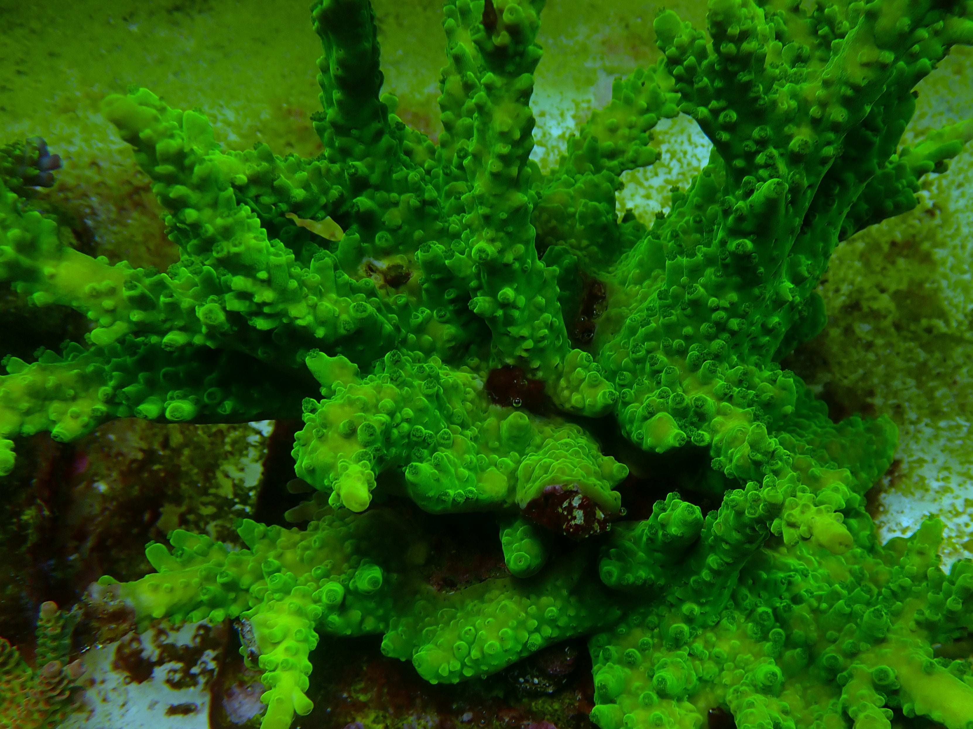 Acropora aculeus