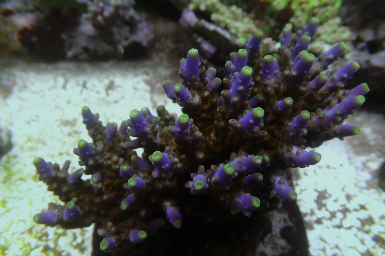 Acropora spec PC dark blue Cytherea
