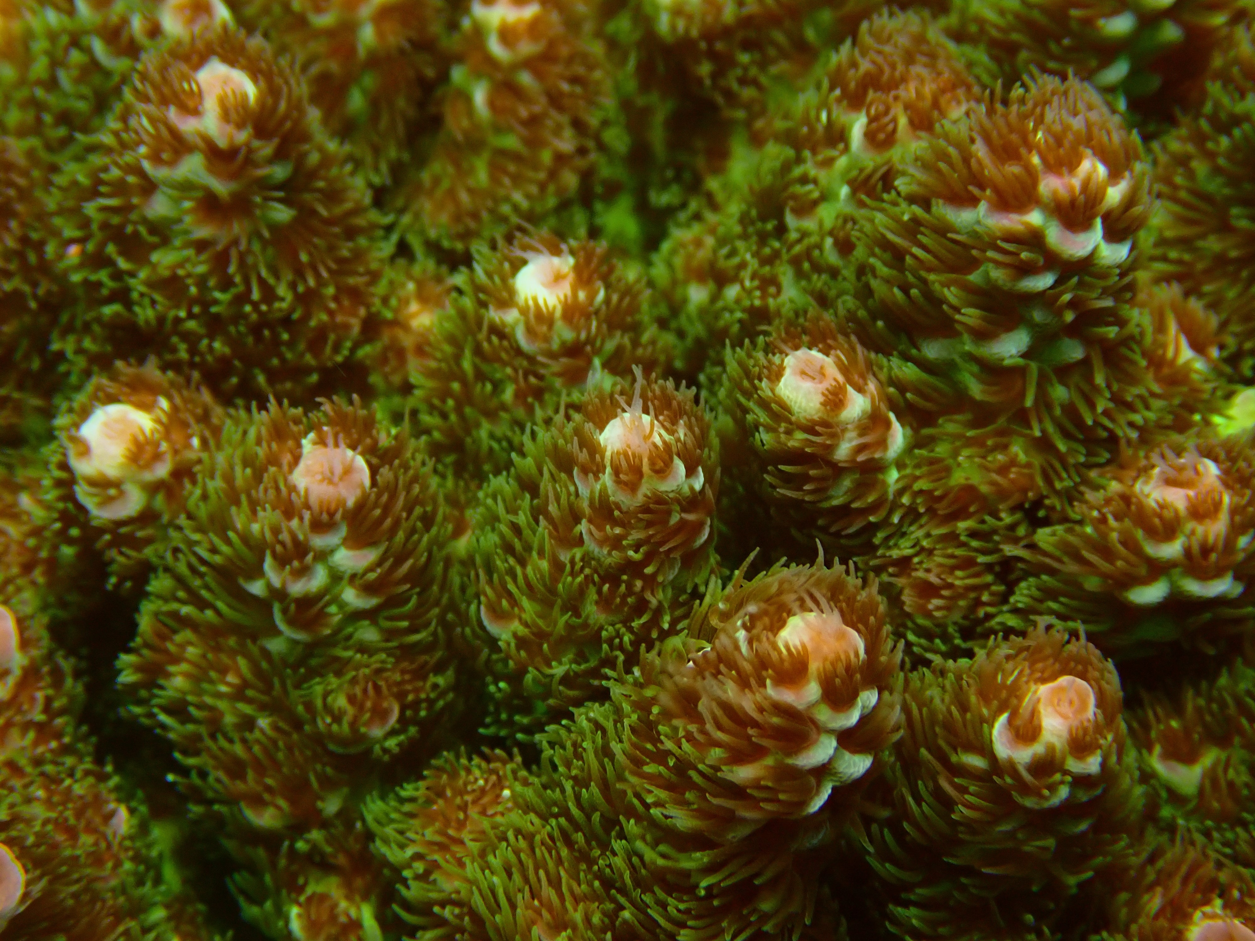 Acropora spec PC sarmentosa