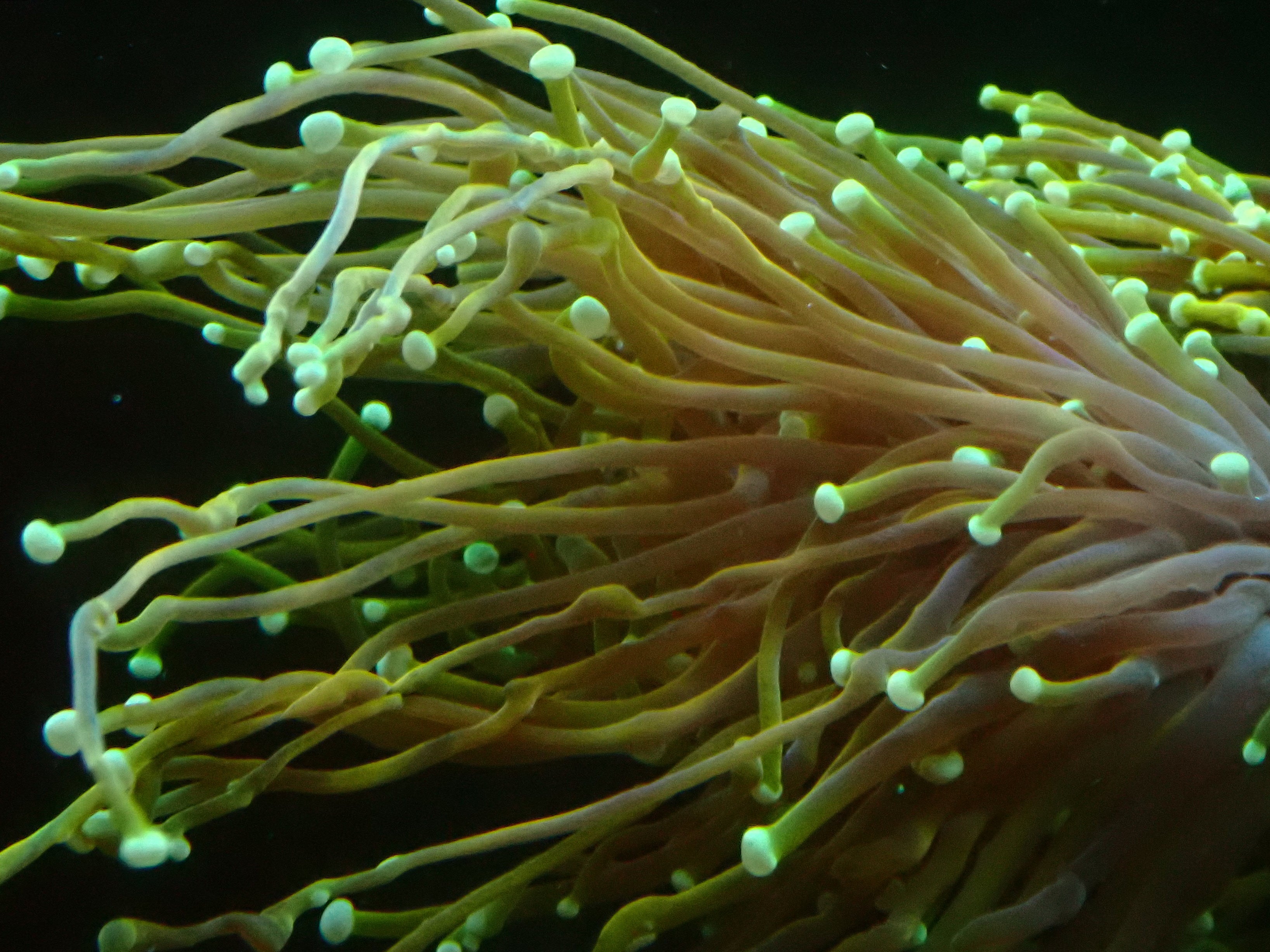 Euphyllia glabrescens