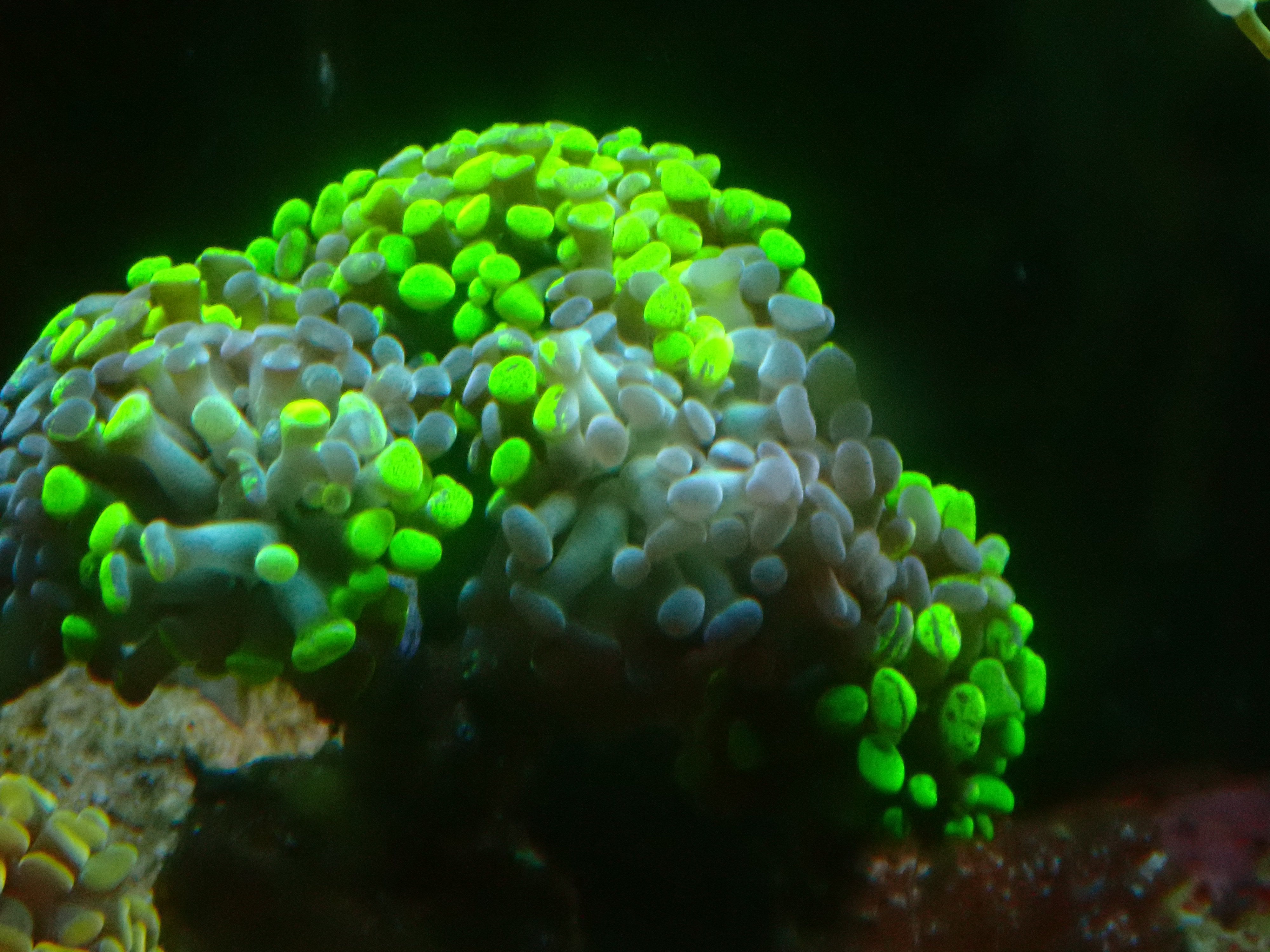 Euphyllia paraancora "Toxic Green"