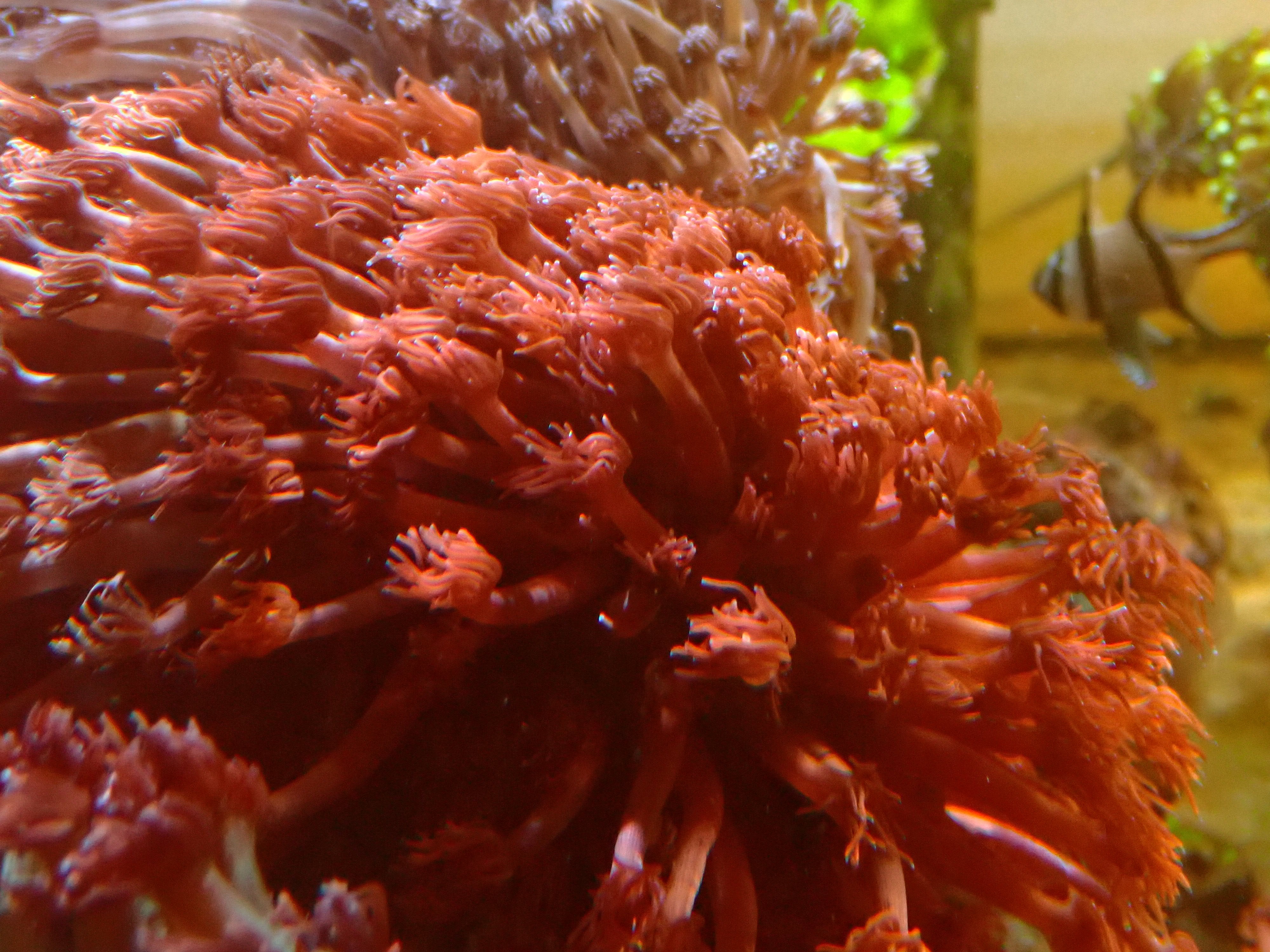 Gonipora spec