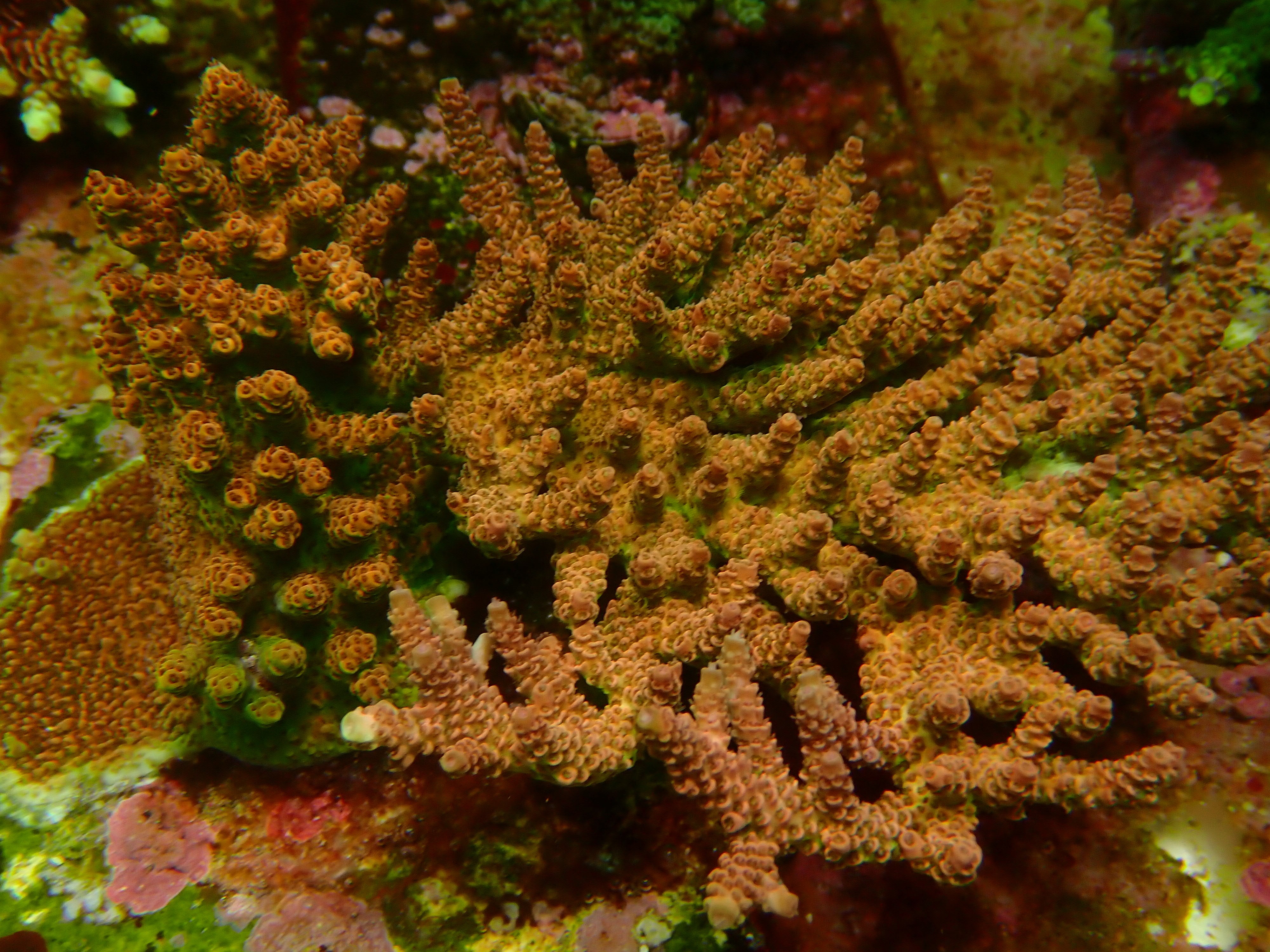 Acropora hyacinthus