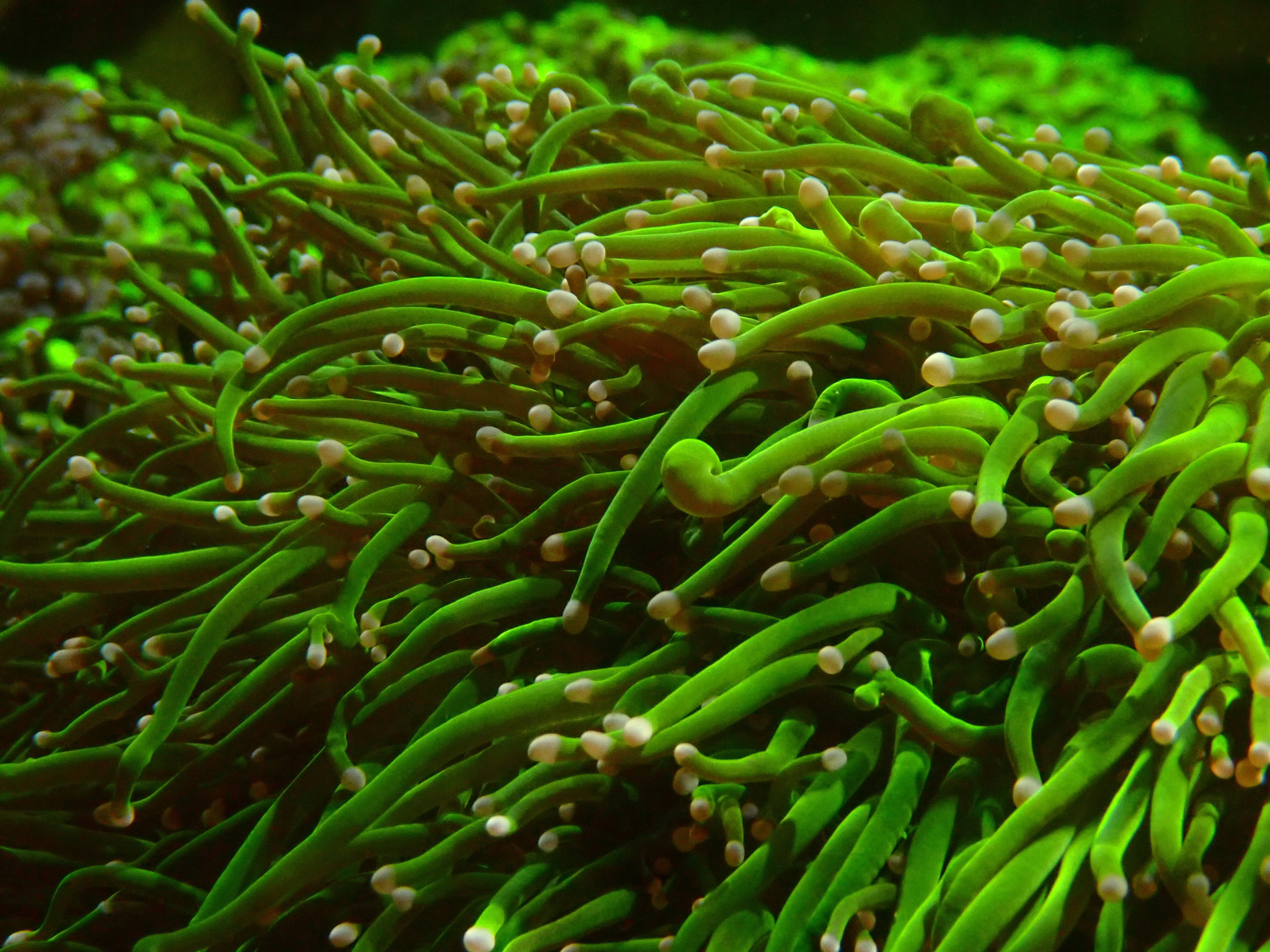 Euphyllia glabrescens