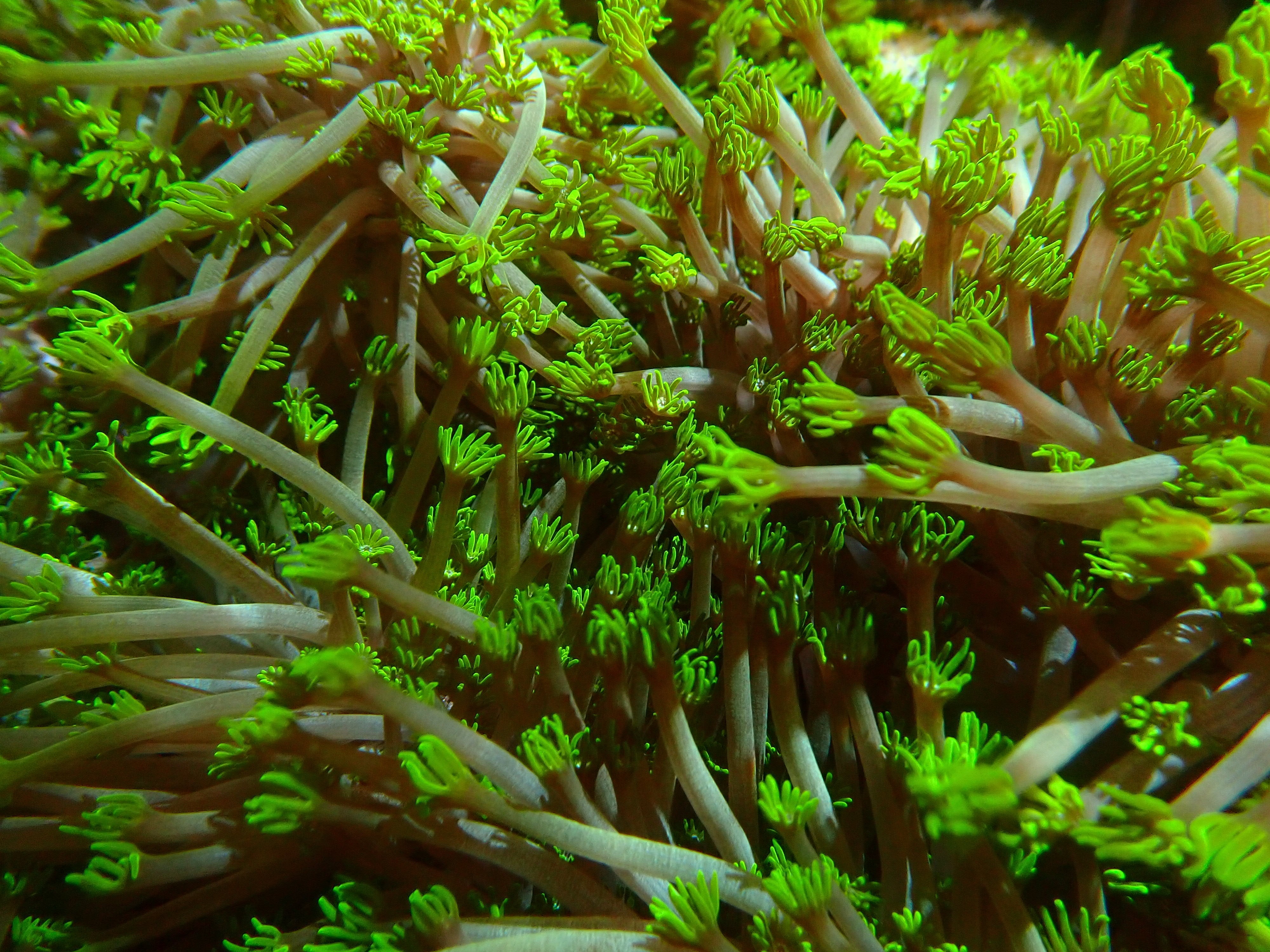 Alveopora tizardi