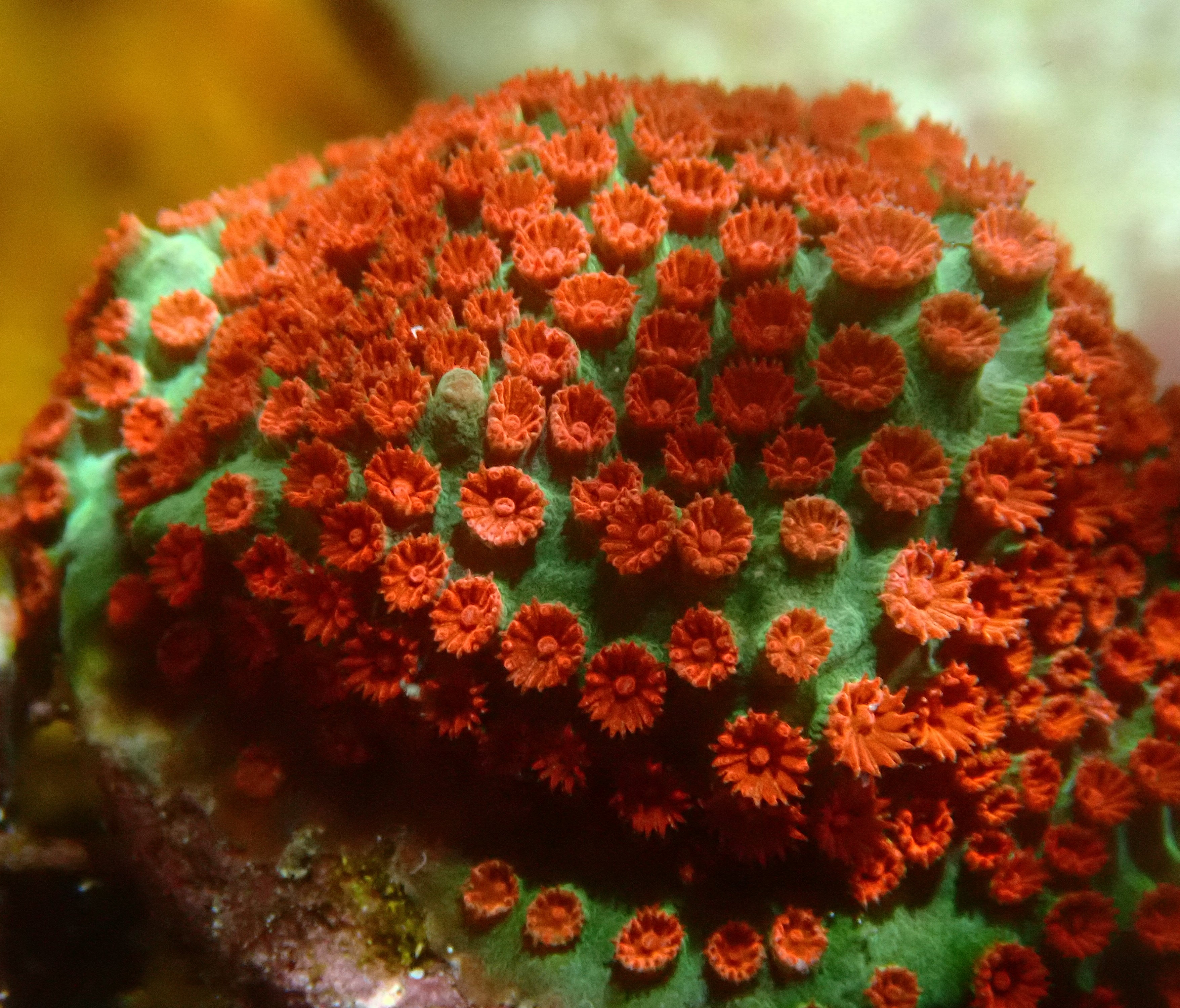 Cypastrea spec