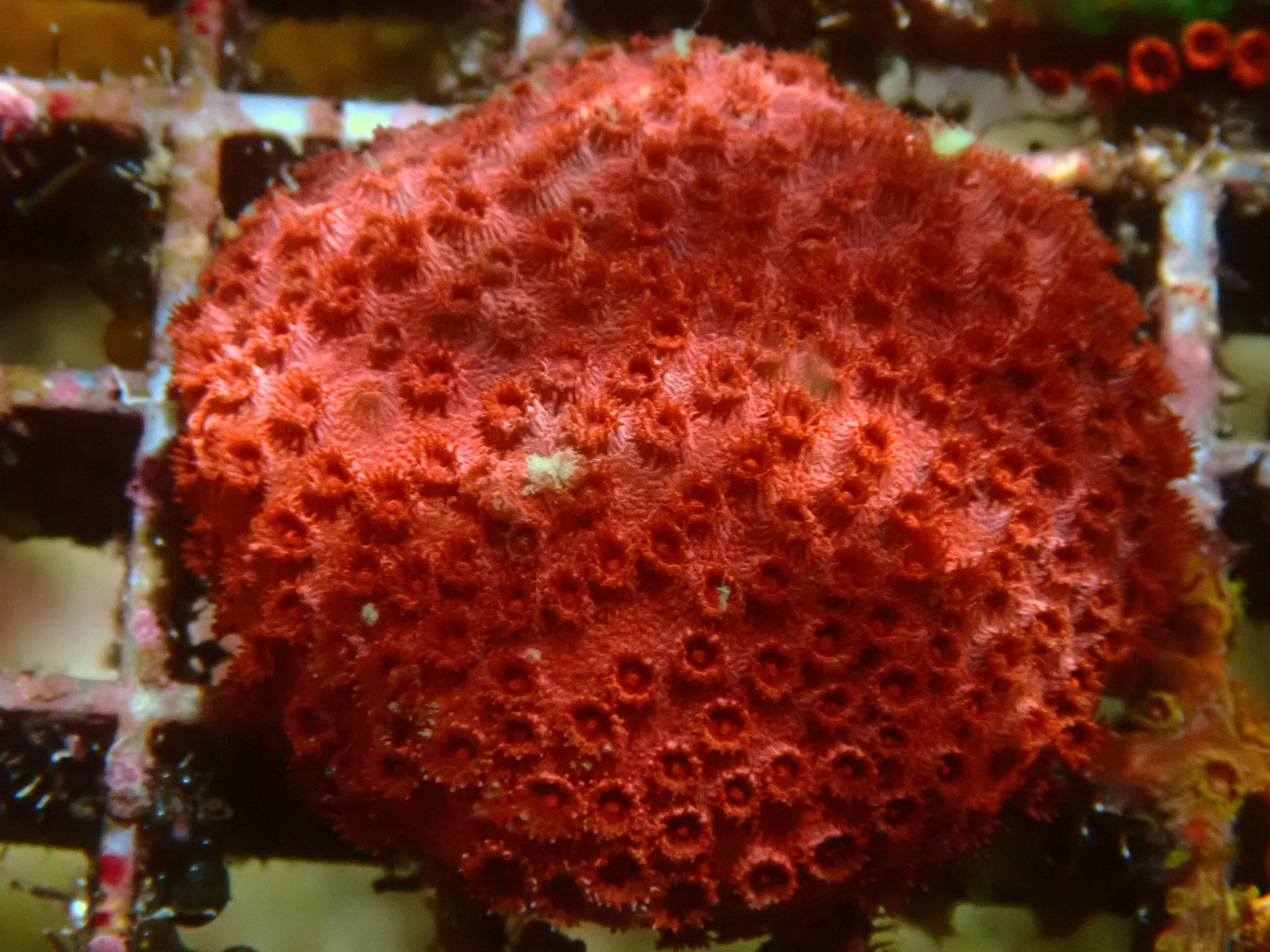 Cypastrea spec