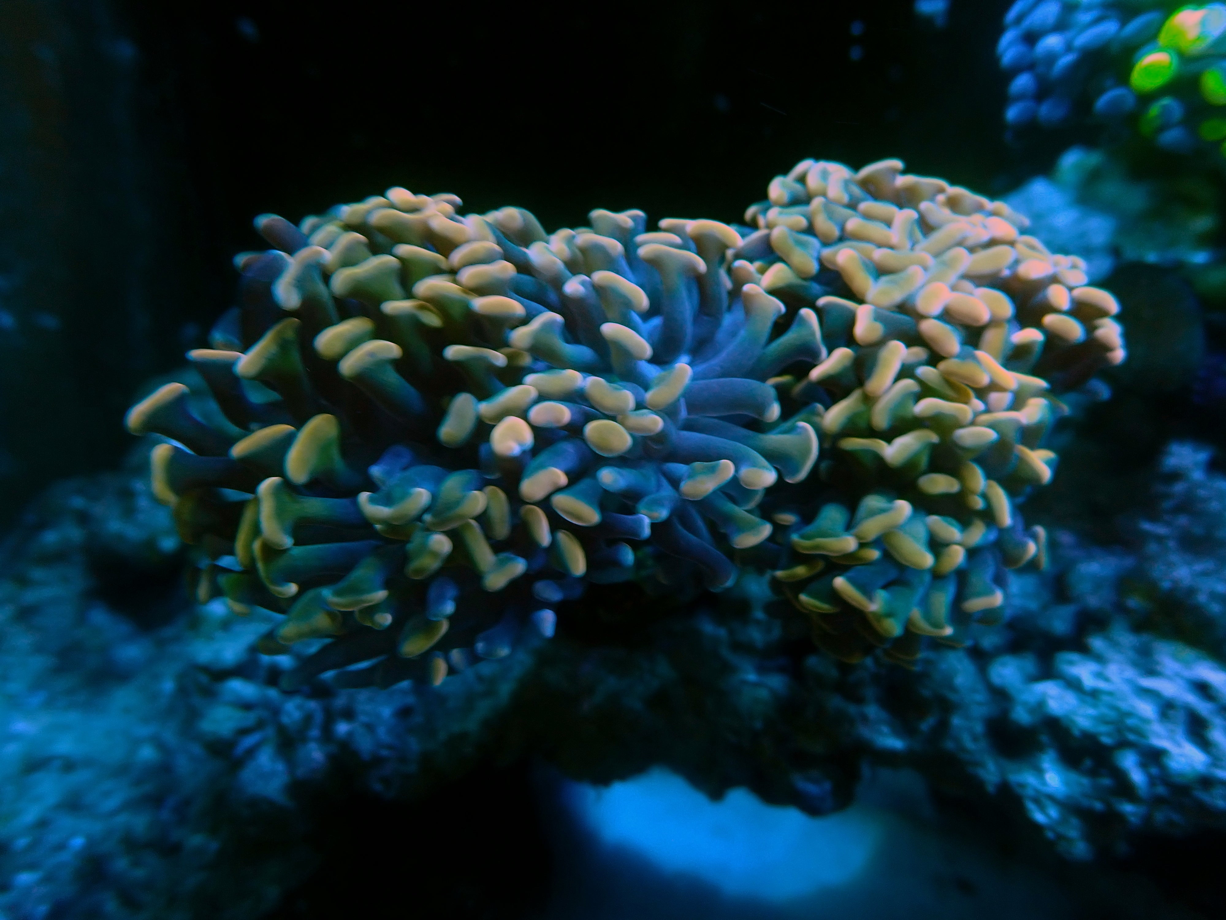 Euphyllia balinensis