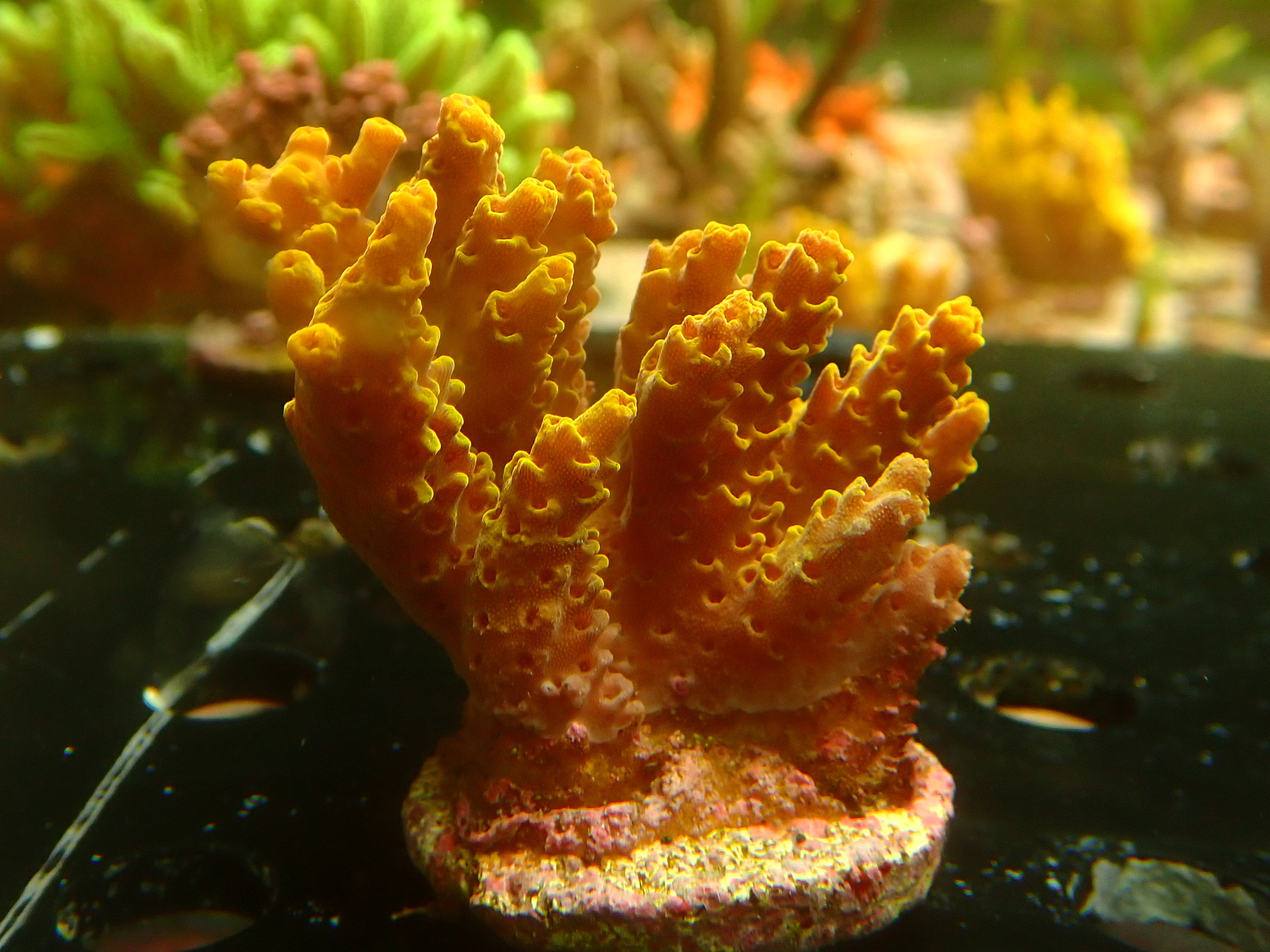 Acropora latistella (Pikachu typ)