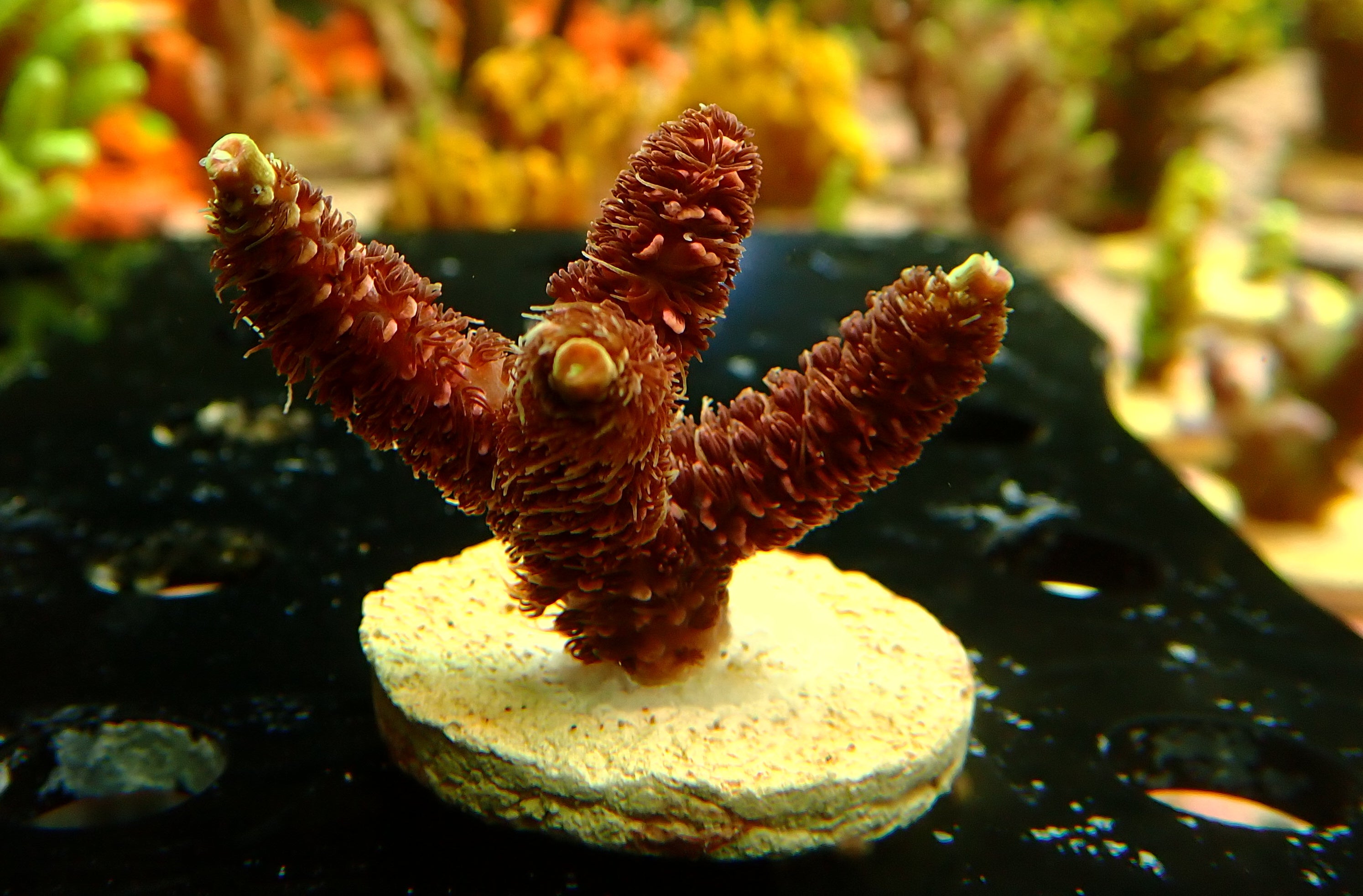 Acropora millepora (röd)