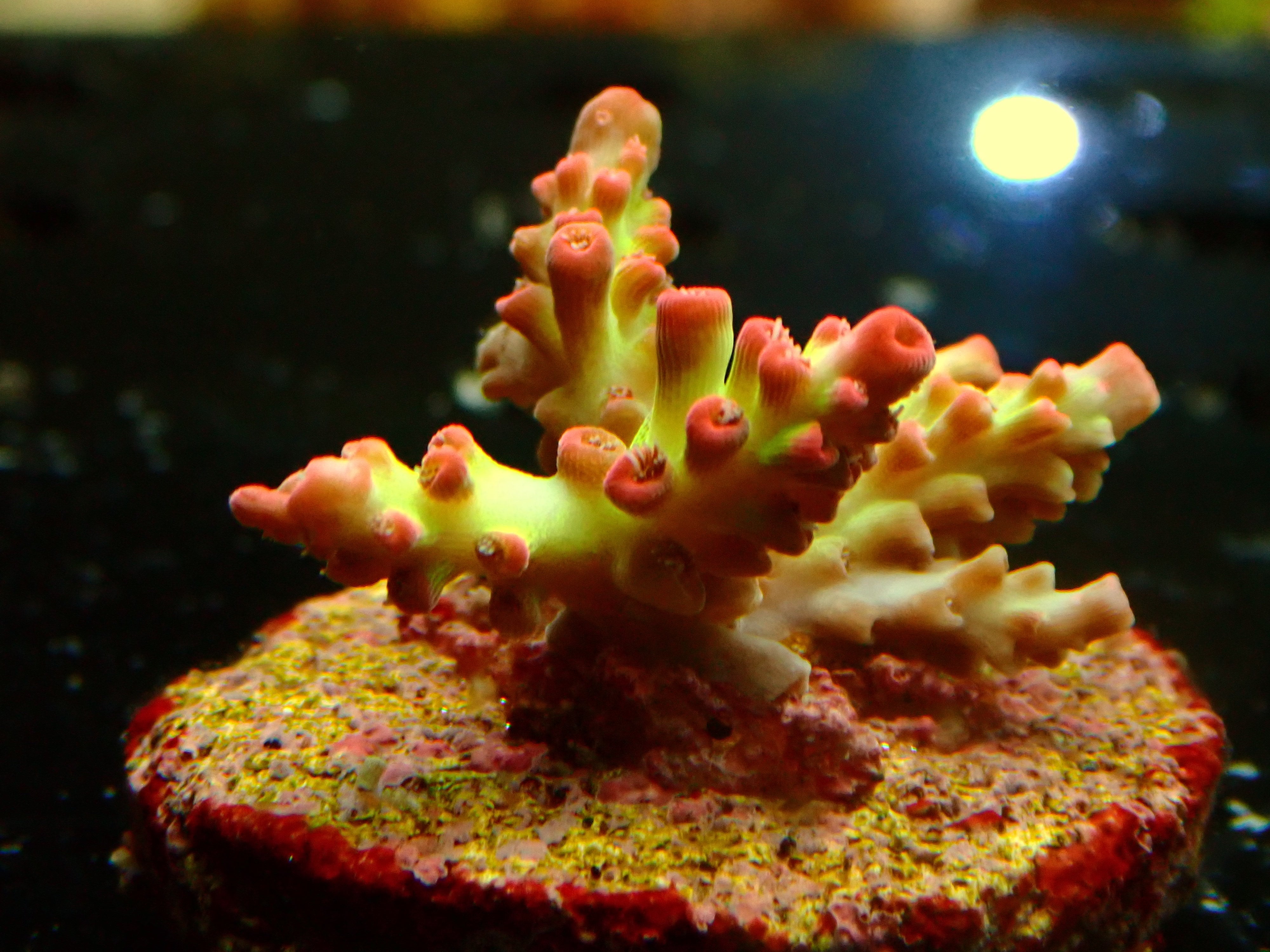 Acropora microclados strawberry shortcake