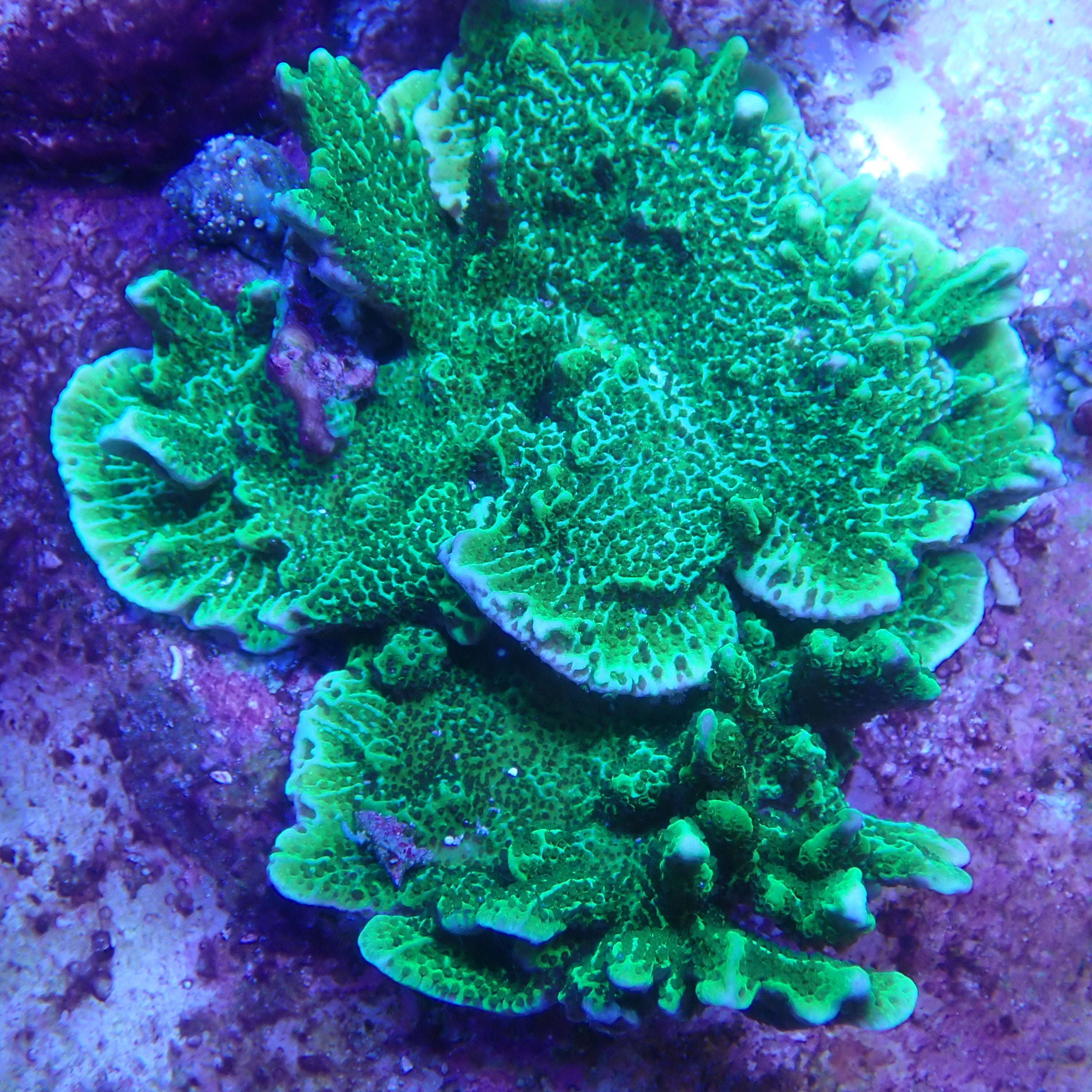 montipora confusa