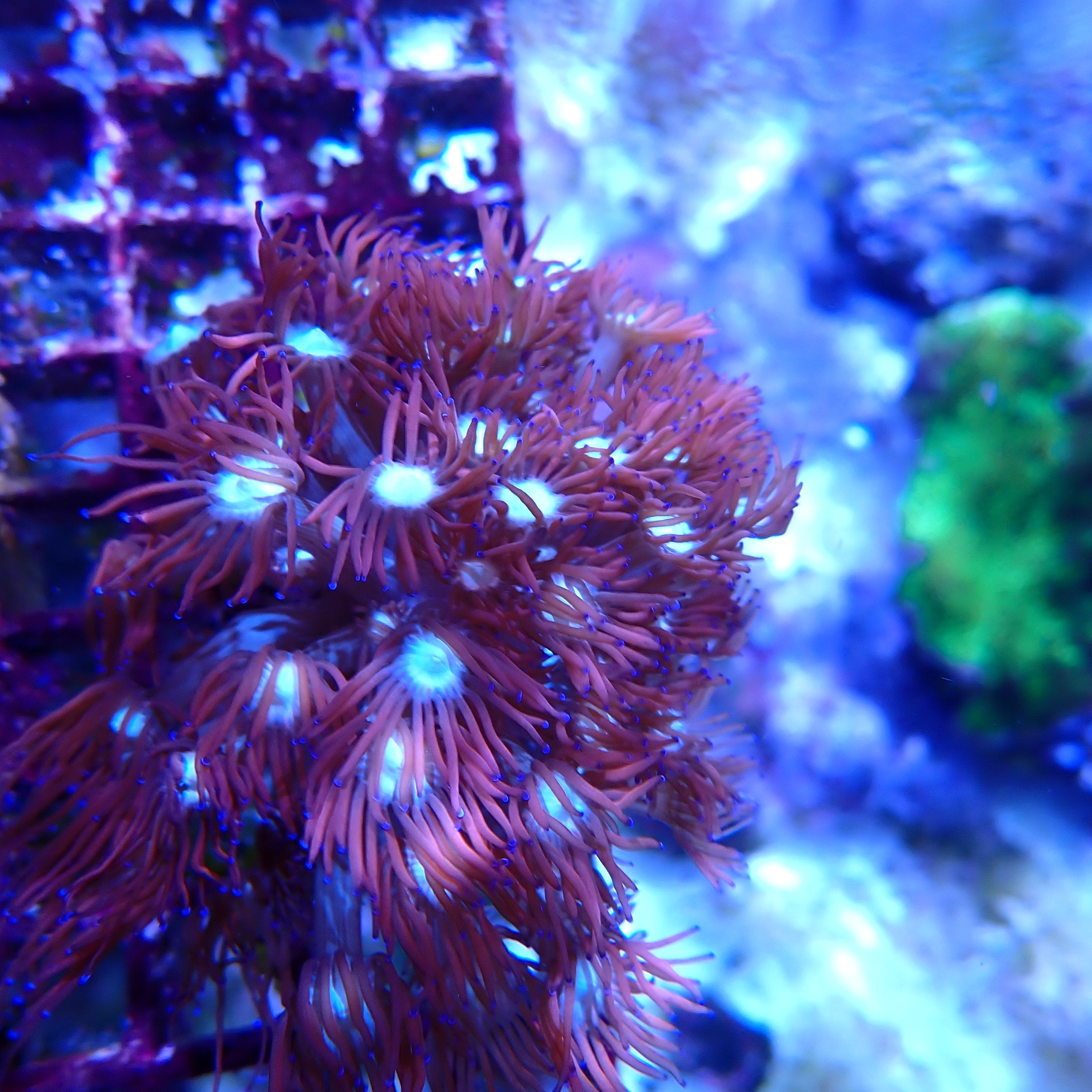 Goniopora spec "Ice and Fire"