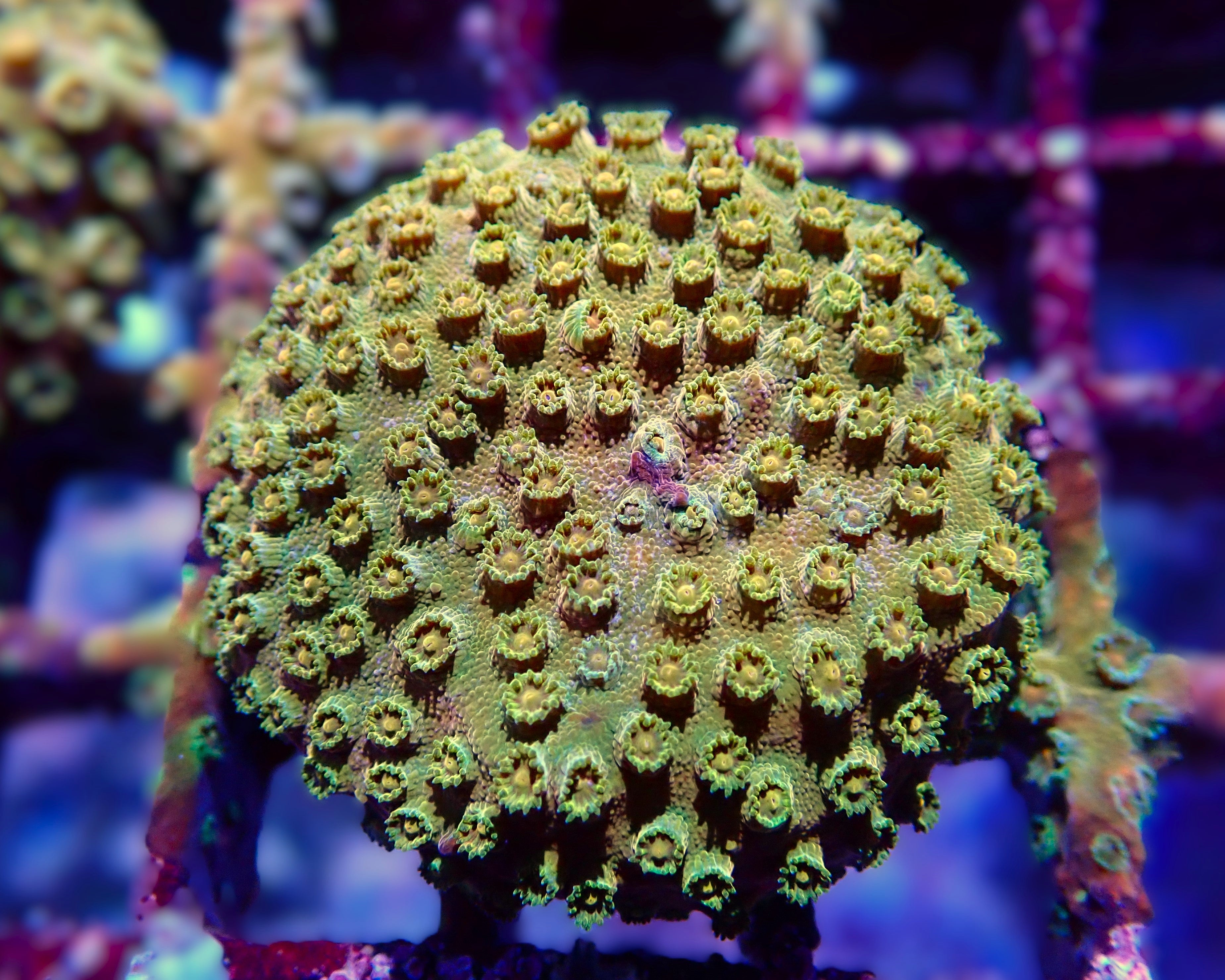 Cypastrea spec "Gold"
