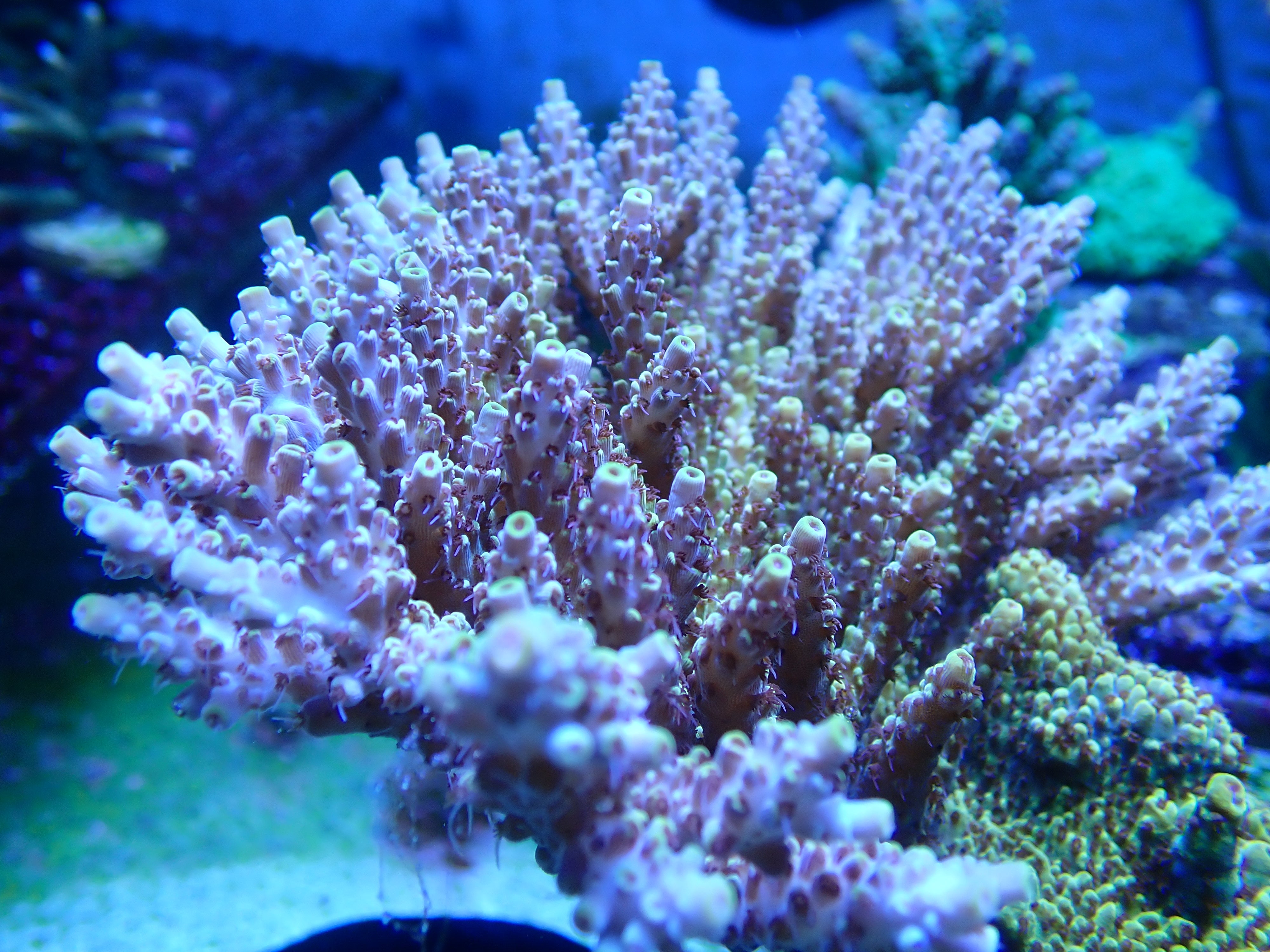 Acropora latistella (Pikachu typ)