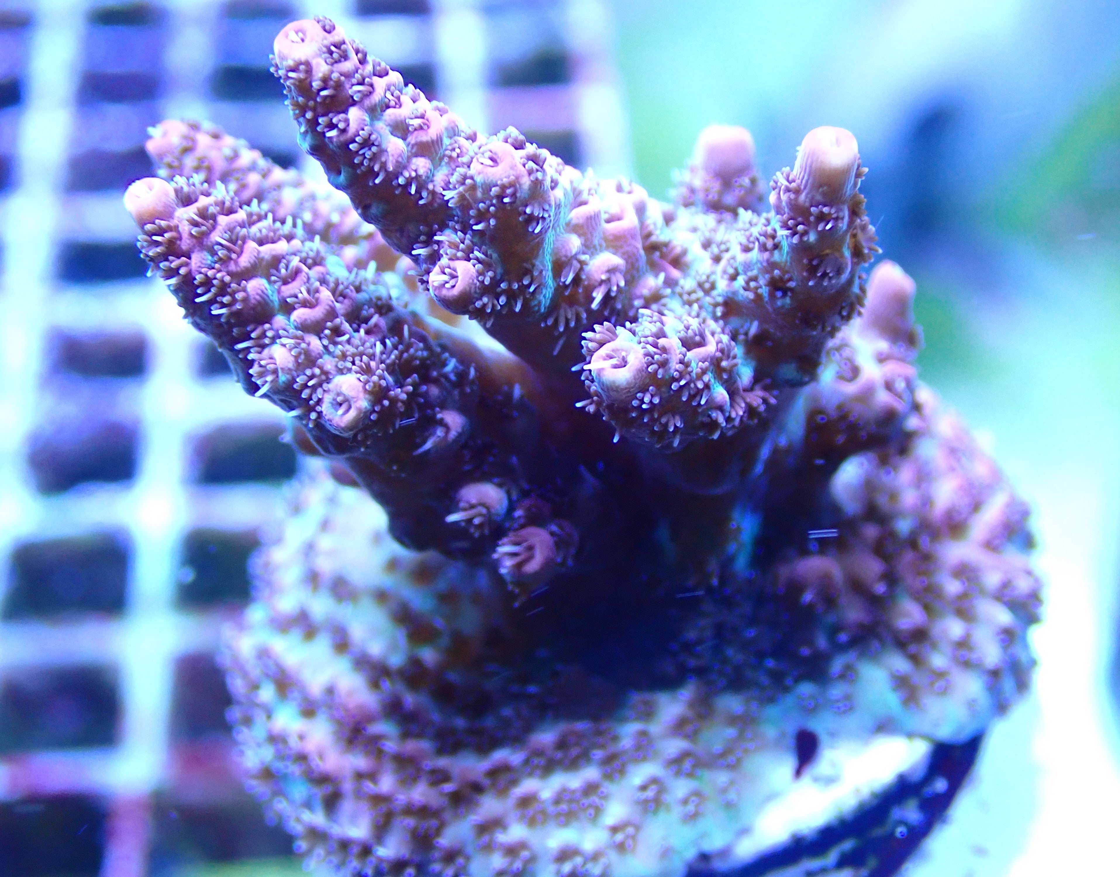 Acropora hyacinthus