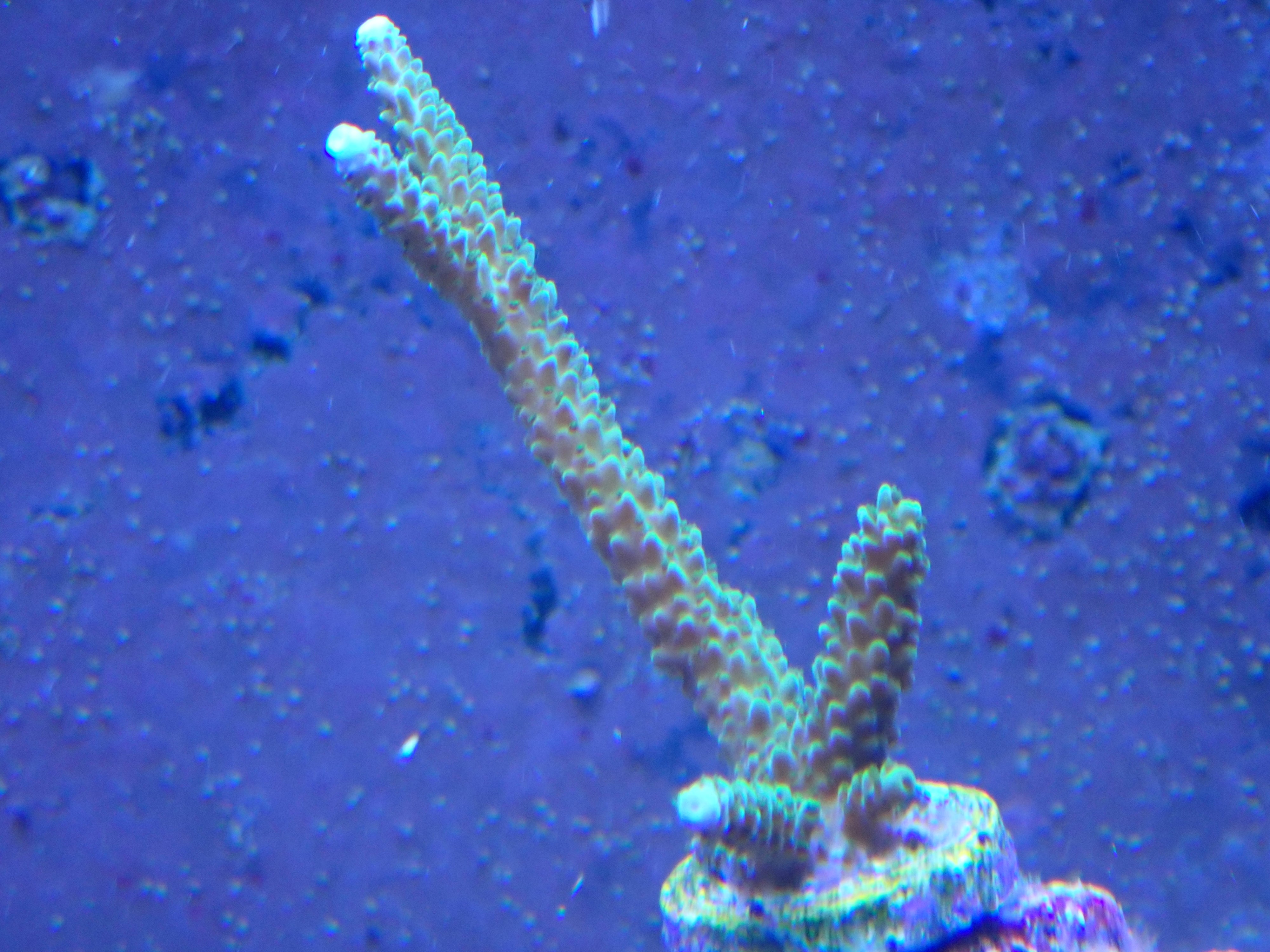 Acropora yongai