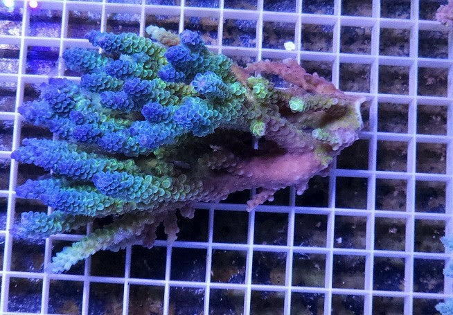 Acropora spec PC kentai