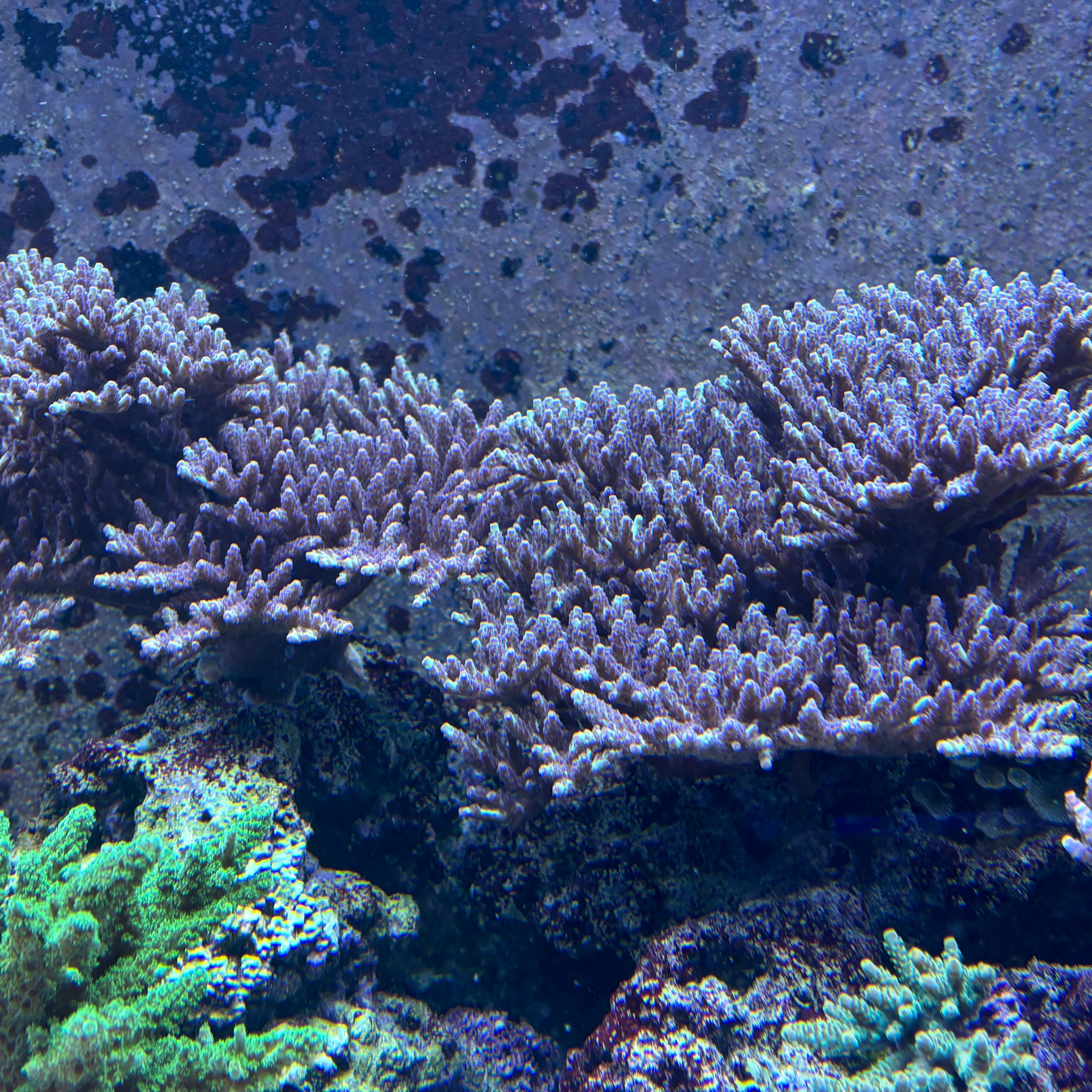 Acropora spec PC Kameleont
