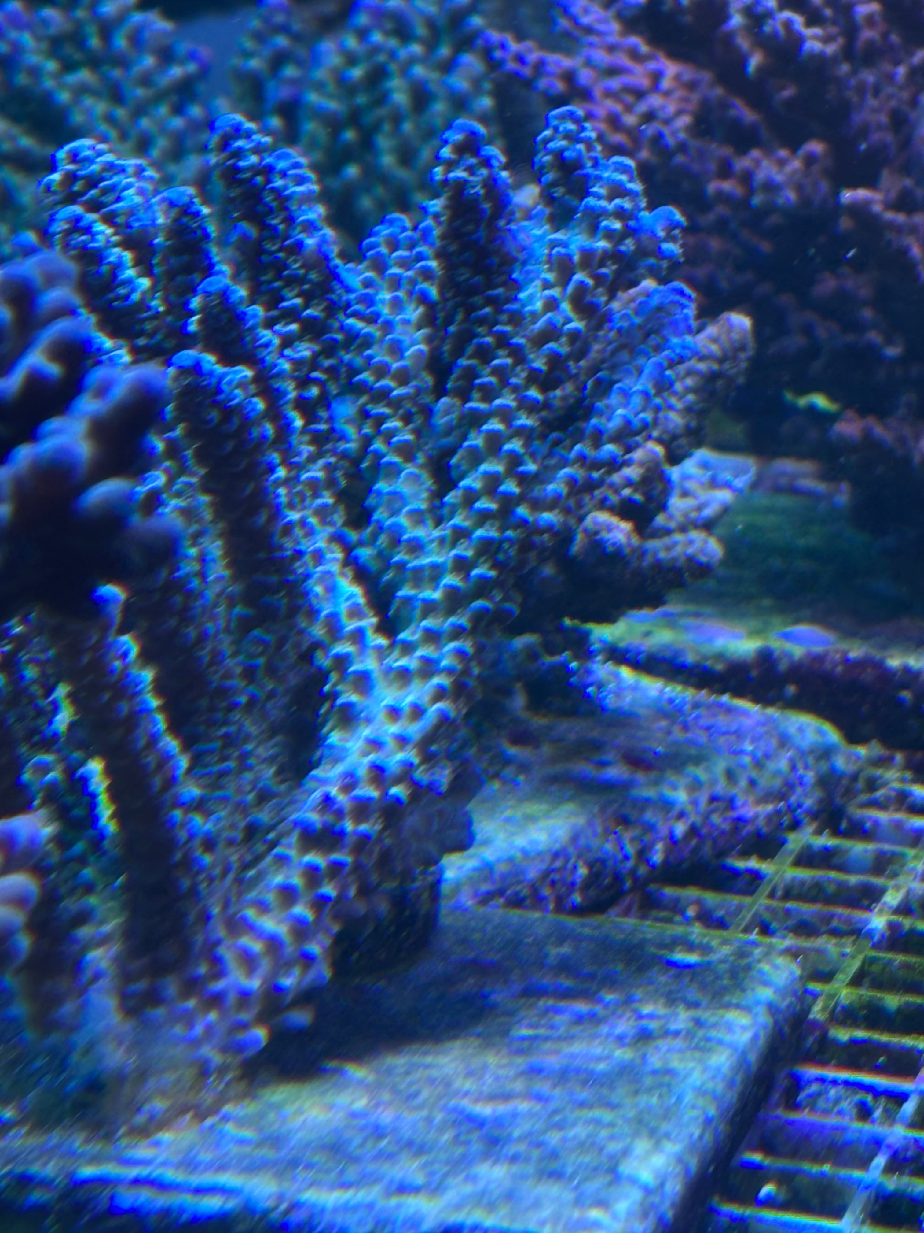 Acropora spec PC kentai