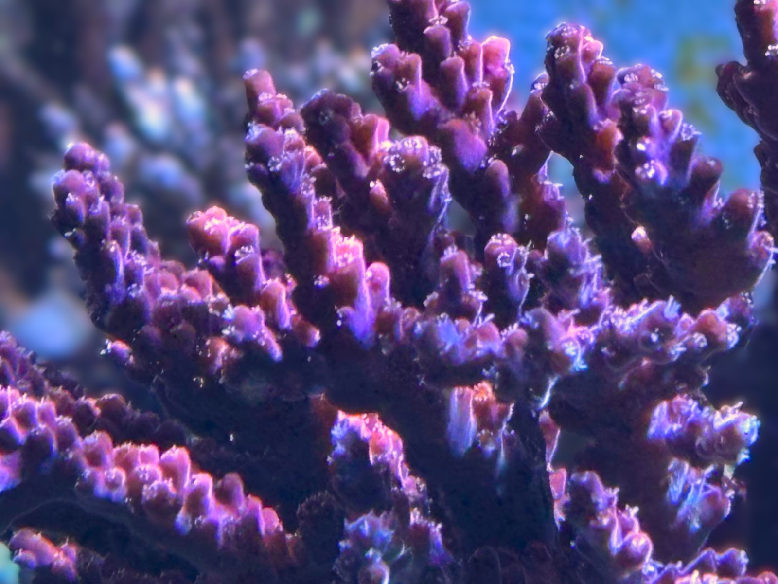 Acropora spec (lila)