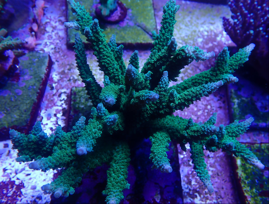Acropora tumida (Enzmann)