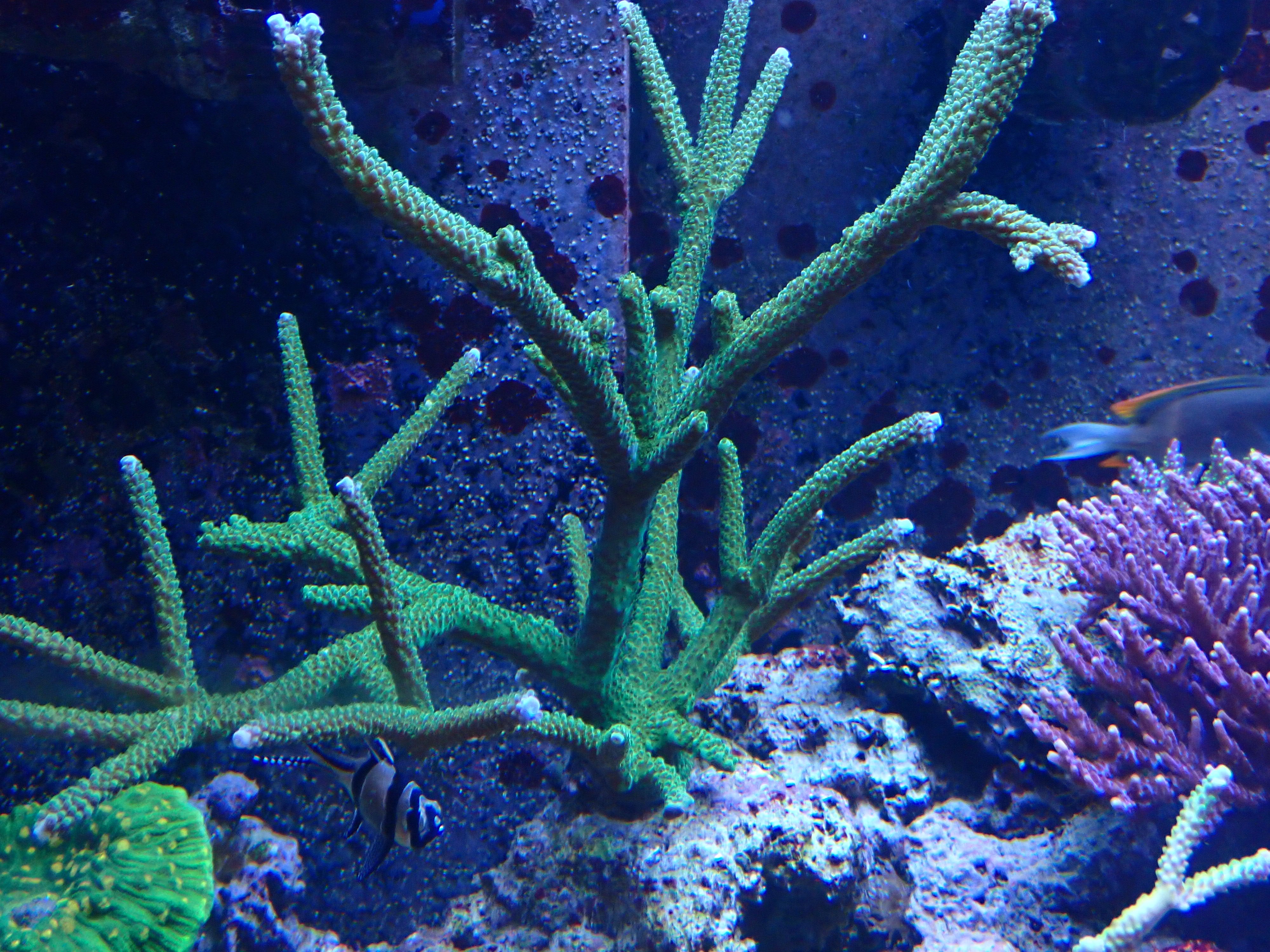 Acropora yongai