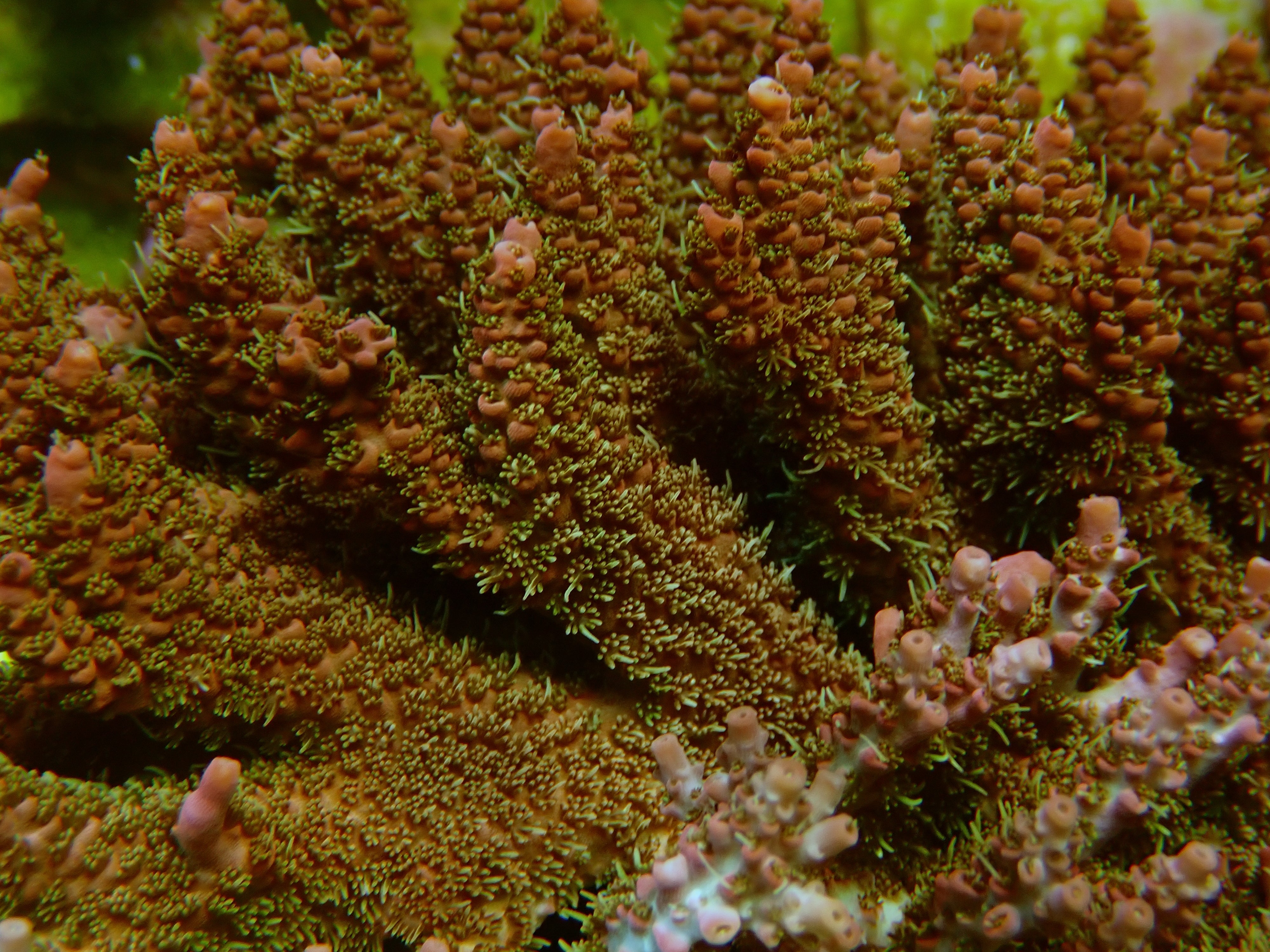Acropora spec  PC Red Microclados