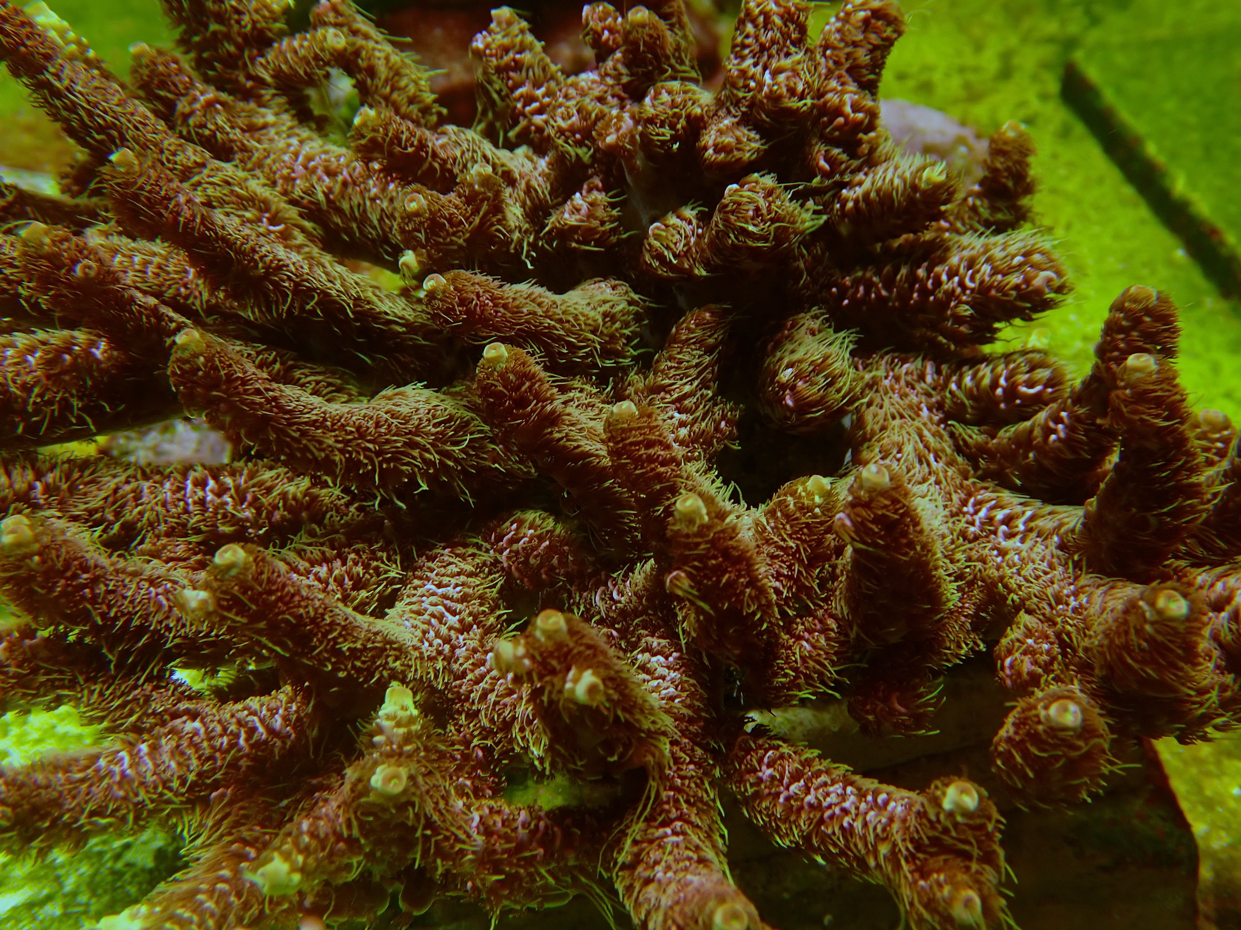 Acropora millepora (röd)