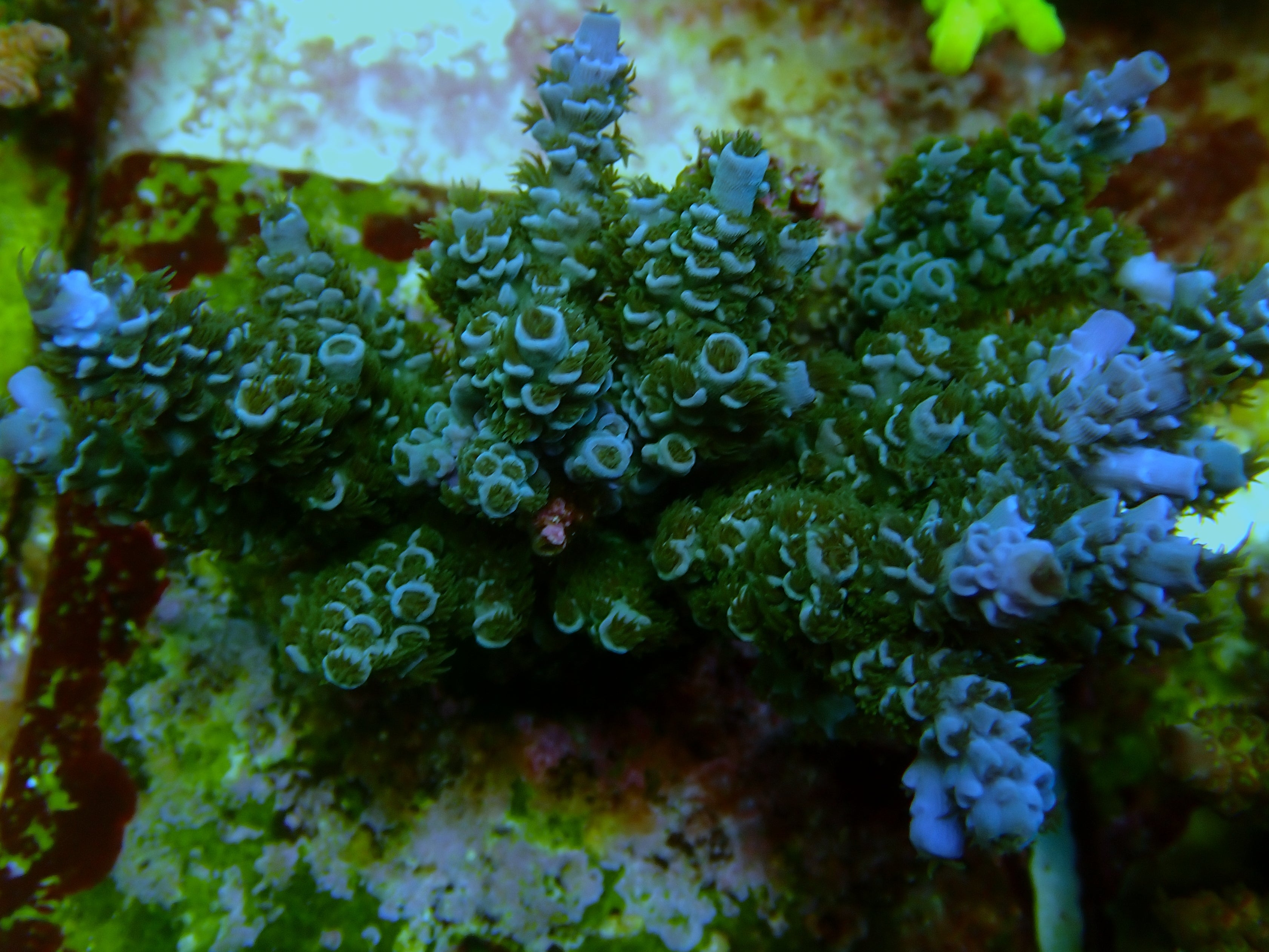 Acropora spec PC Blue Tipp