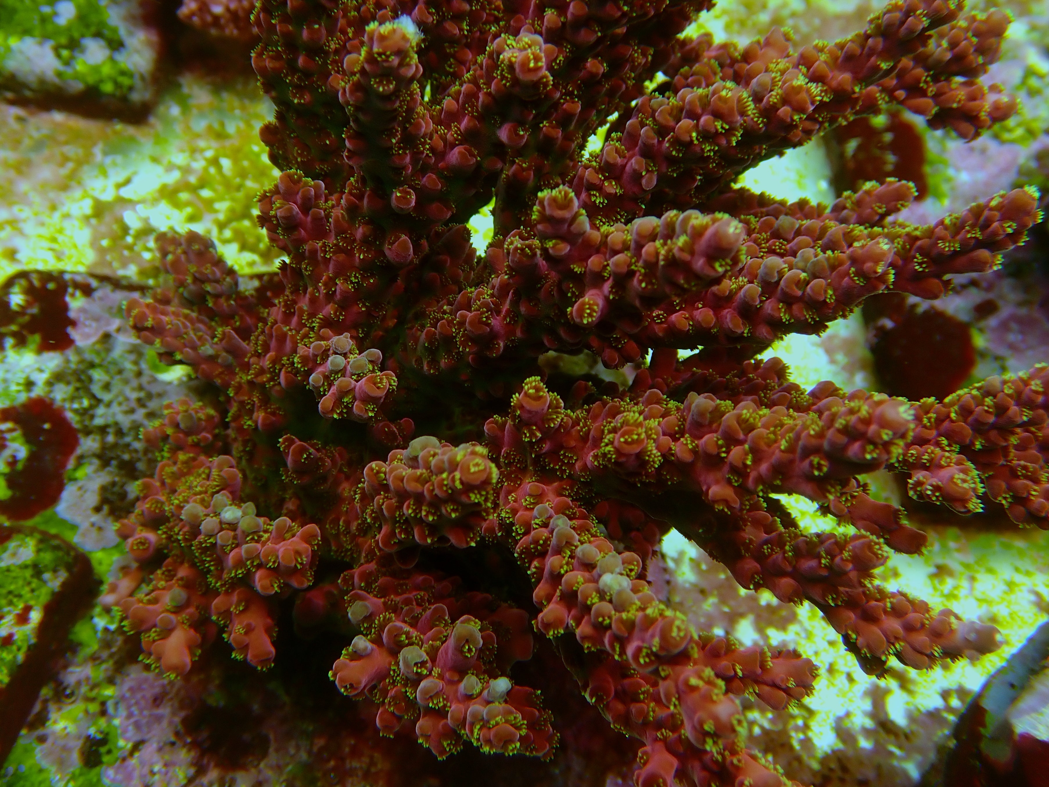Acropora spec PC Red  Aussie
