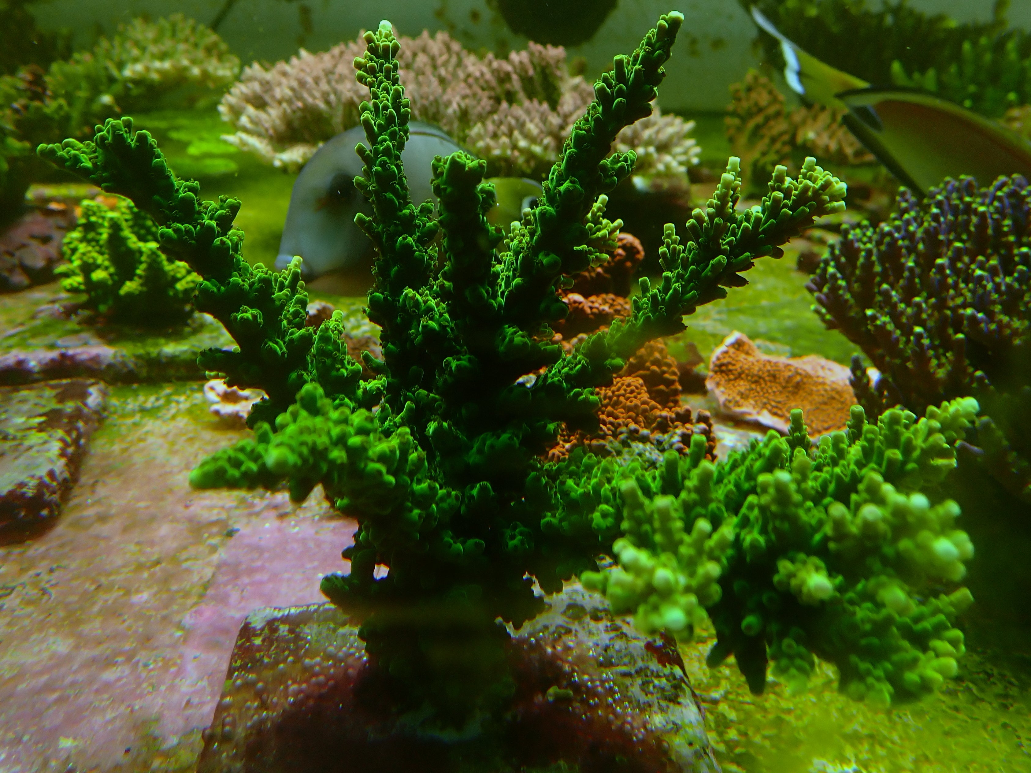 Acropora spec  PC Green bottle brush stagg