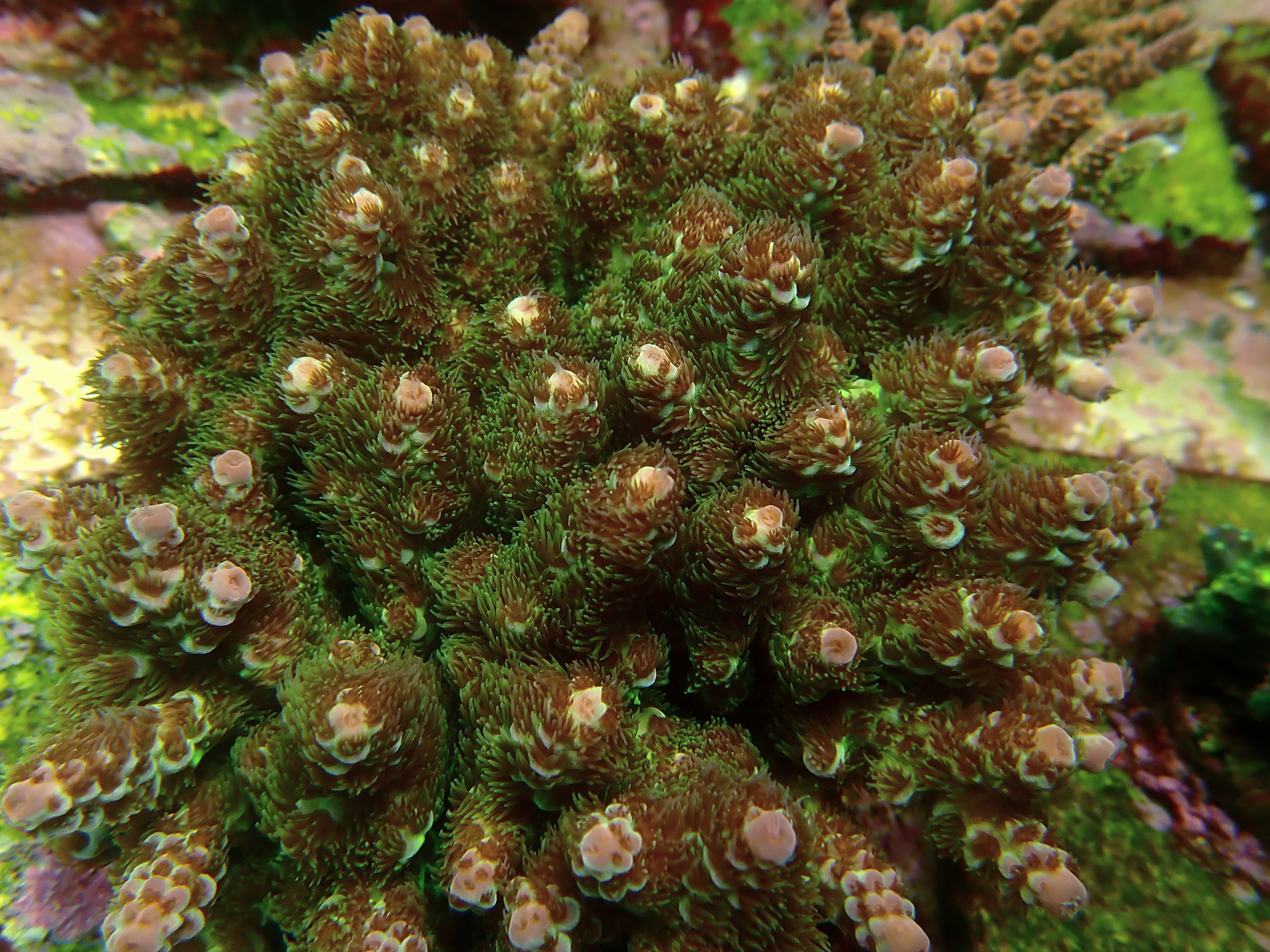 Acropora spec  PC sarmentosa
