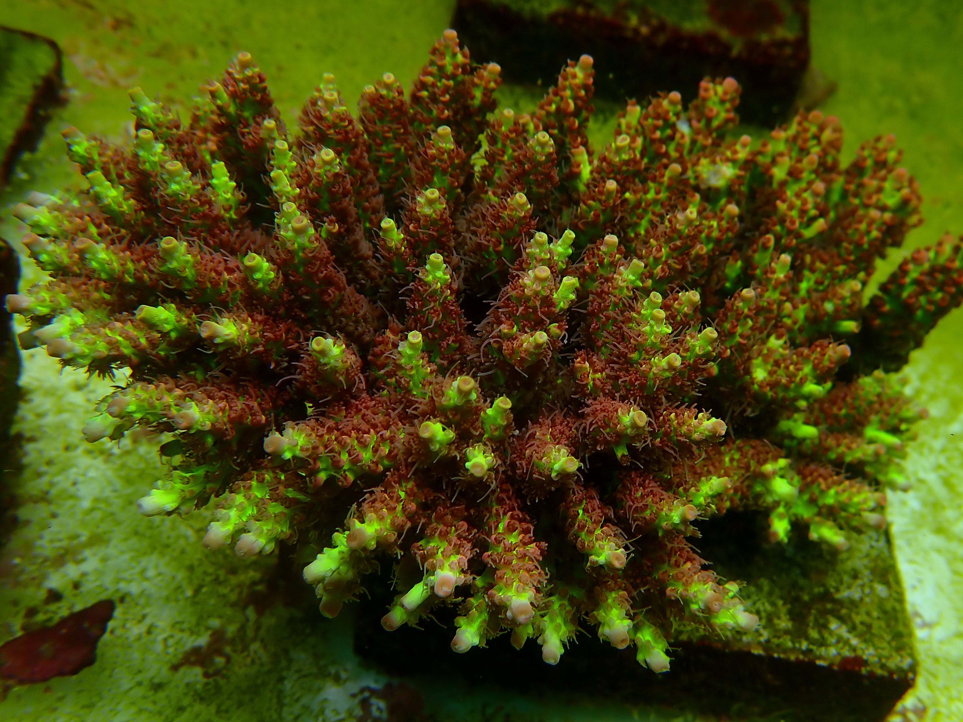 Acropora microclados strawberry shortcake