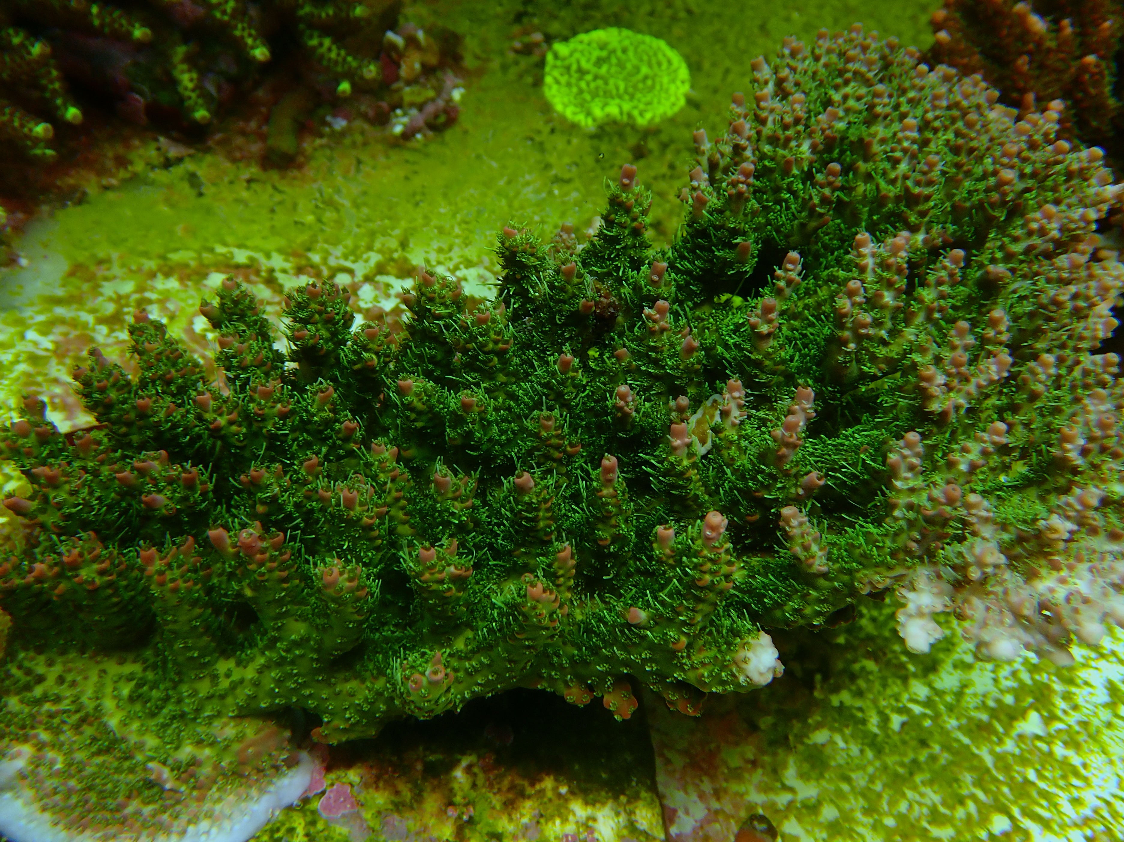 Acropora spec   PC strawbeery fields