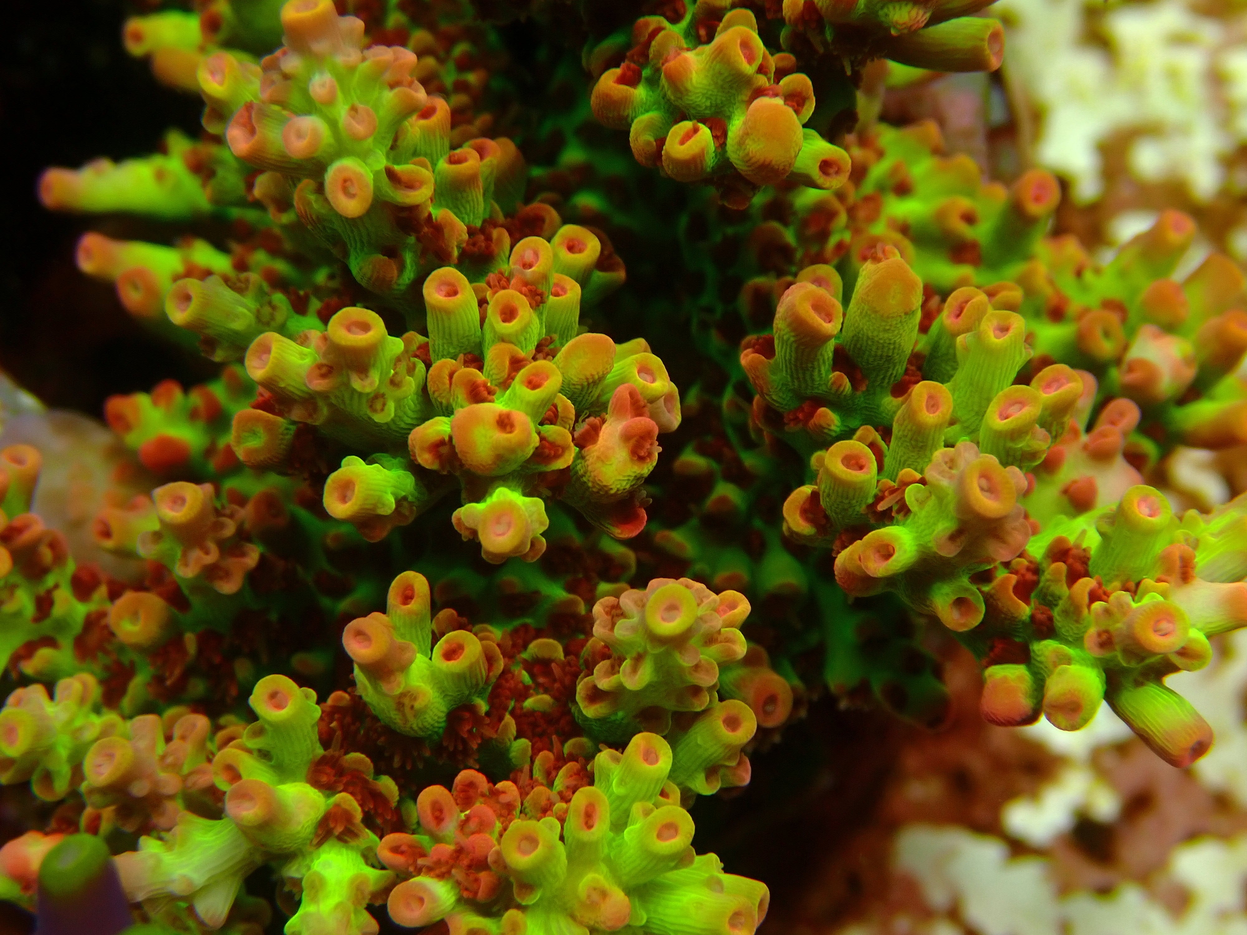 Acropora microclados  PC SSC