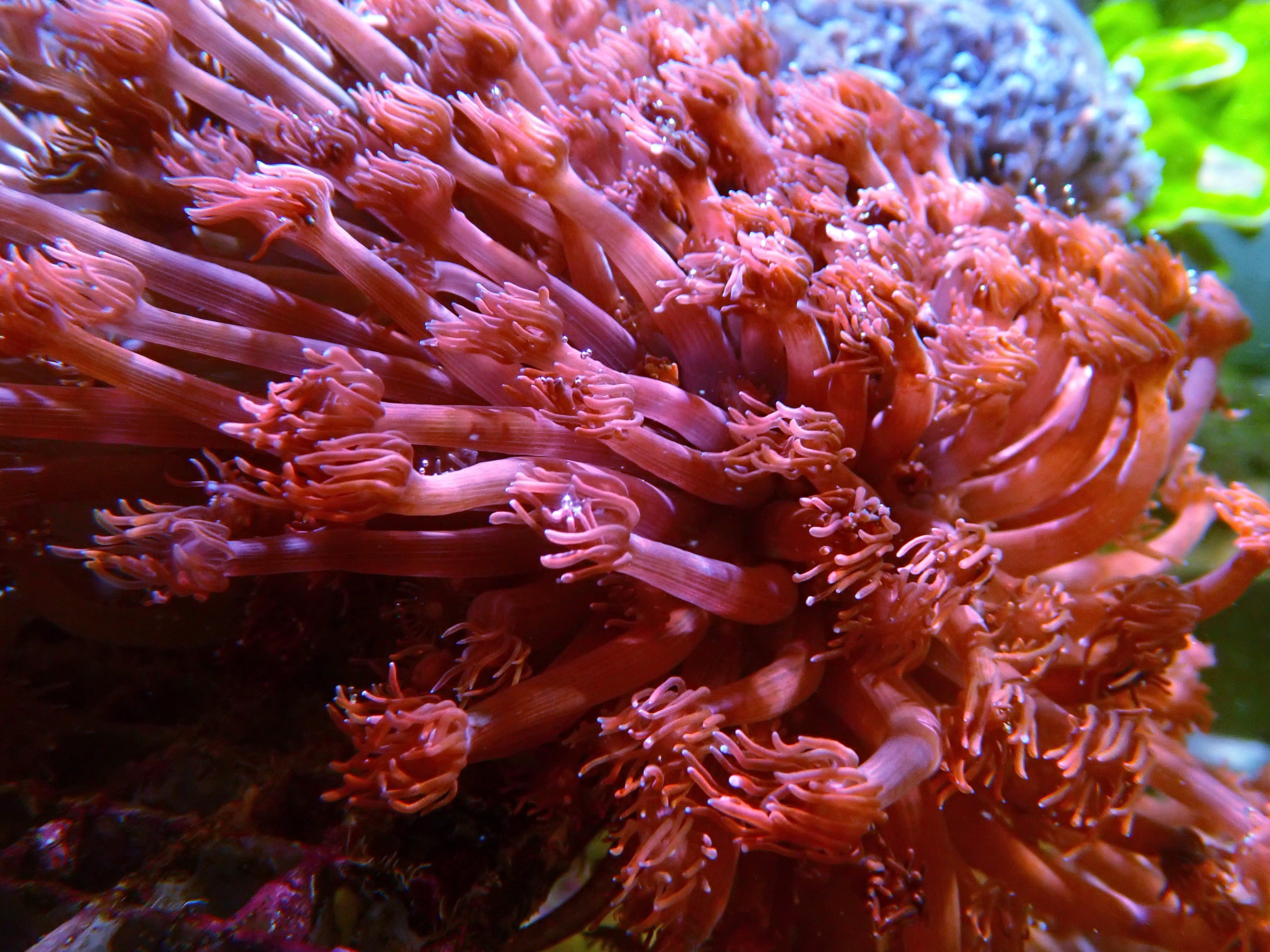 Gonipora spec