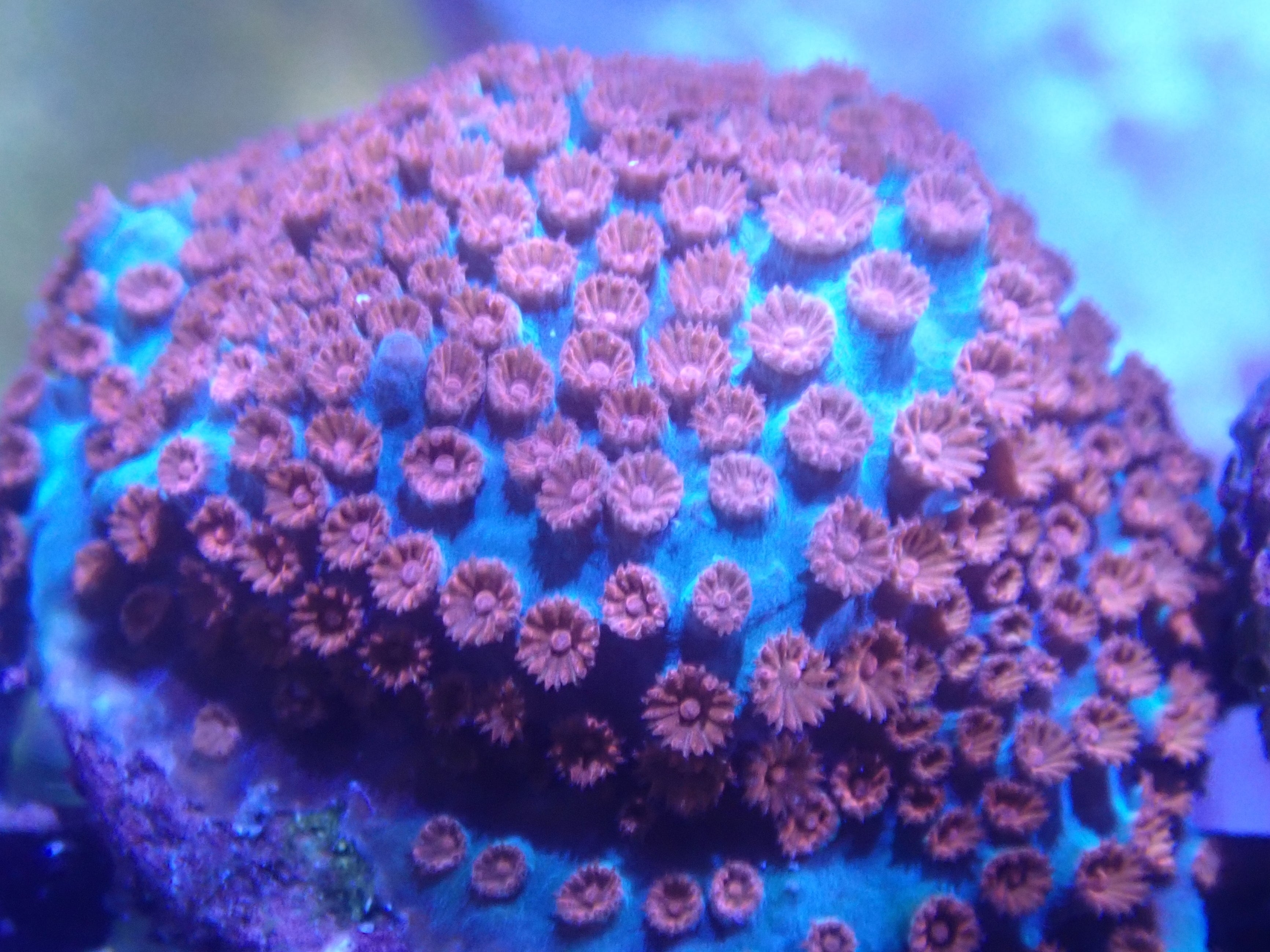 Cypastrea spec
