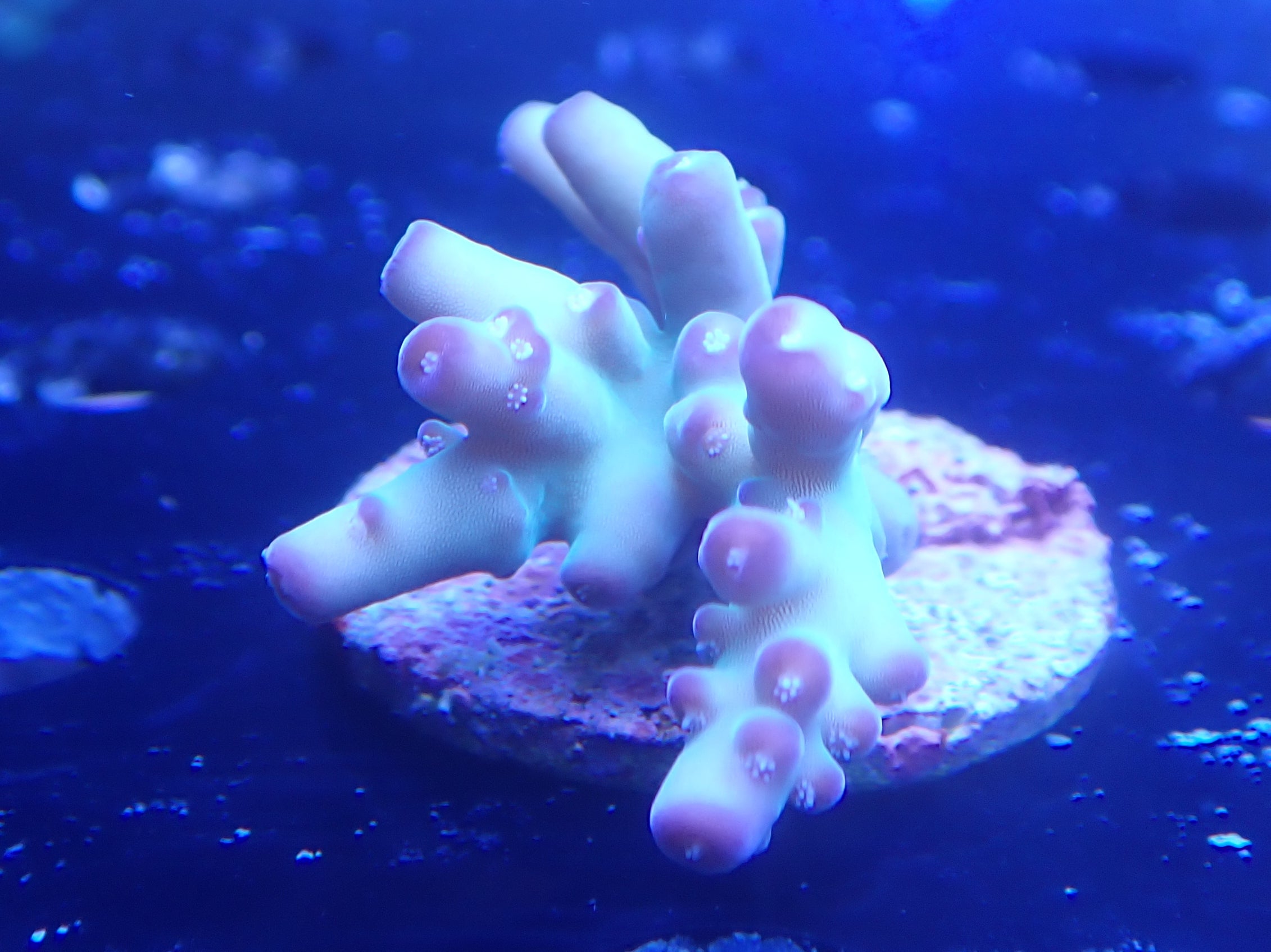 Acropora loripes