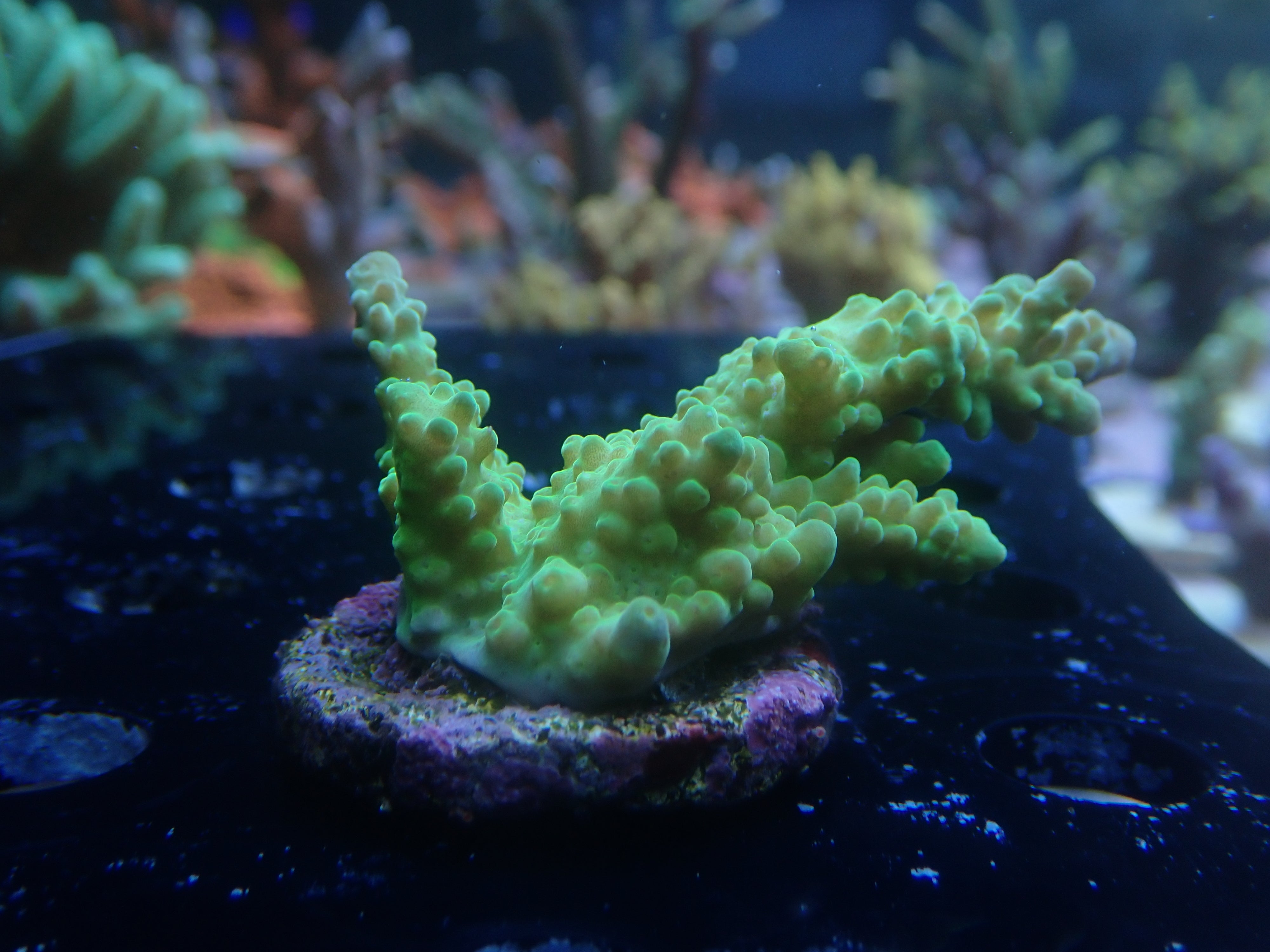 Acropora aculeus