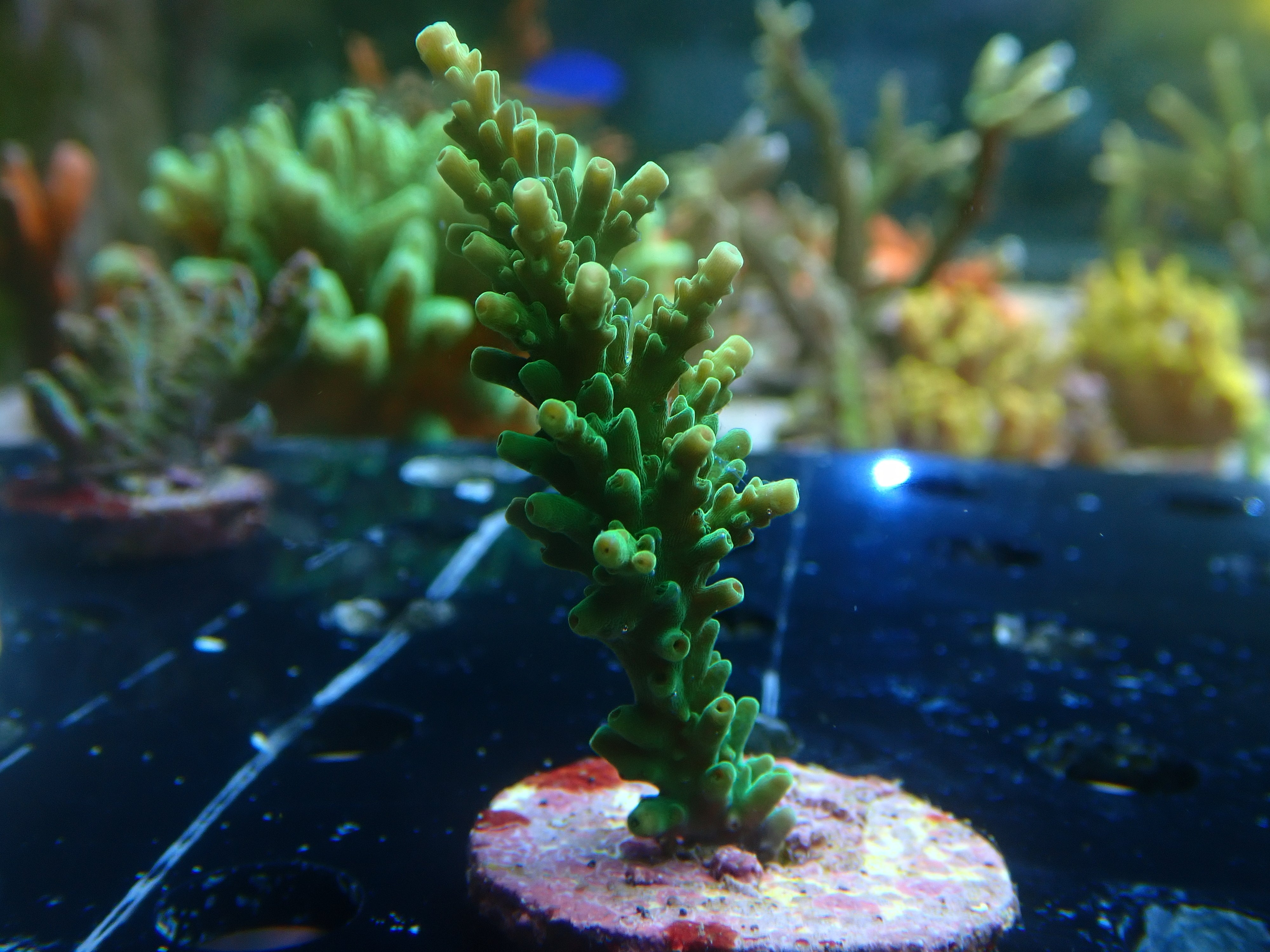 Acropora spec  PC Green bottle brush stagg