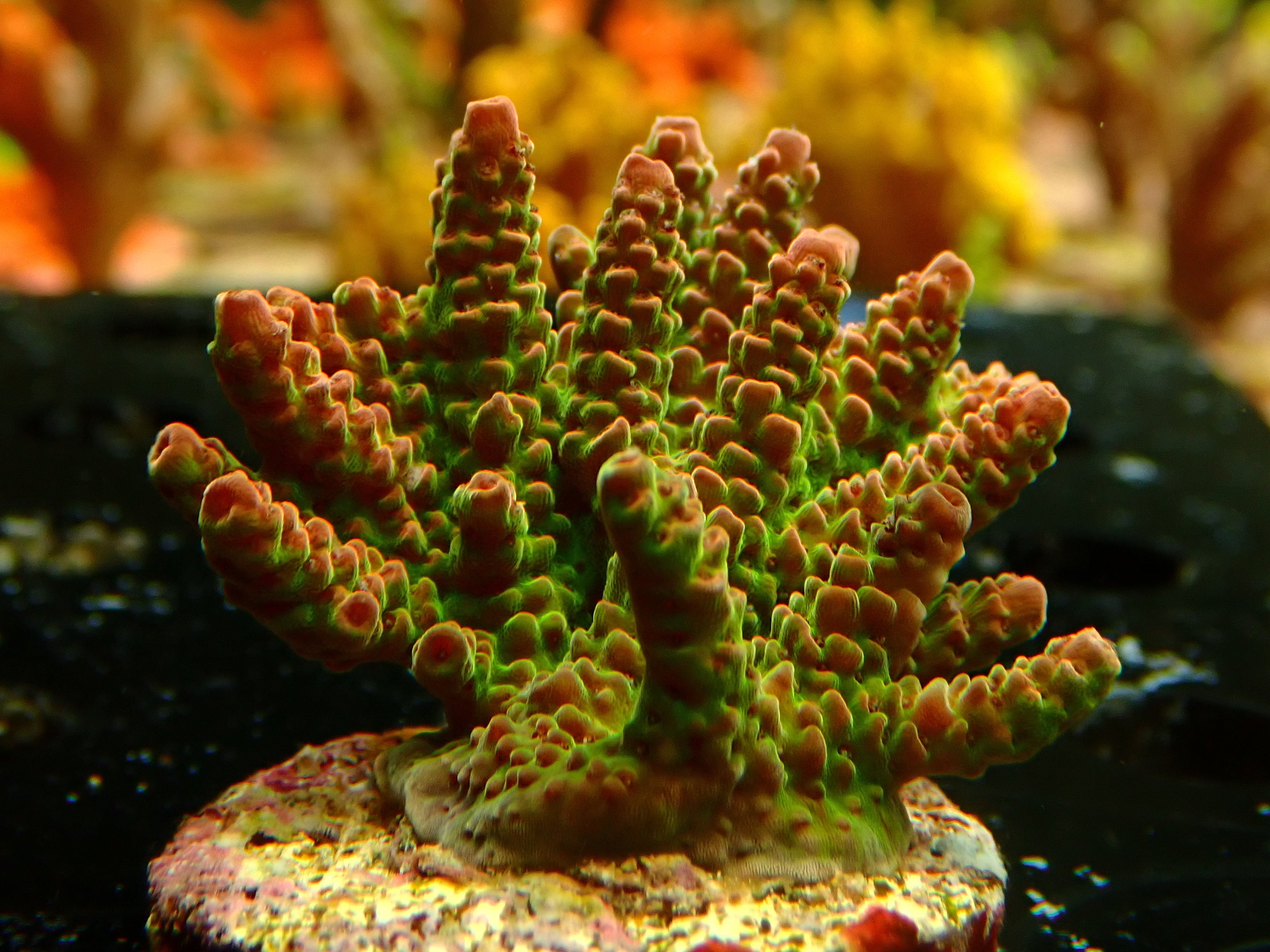 Acropora hyacinthus